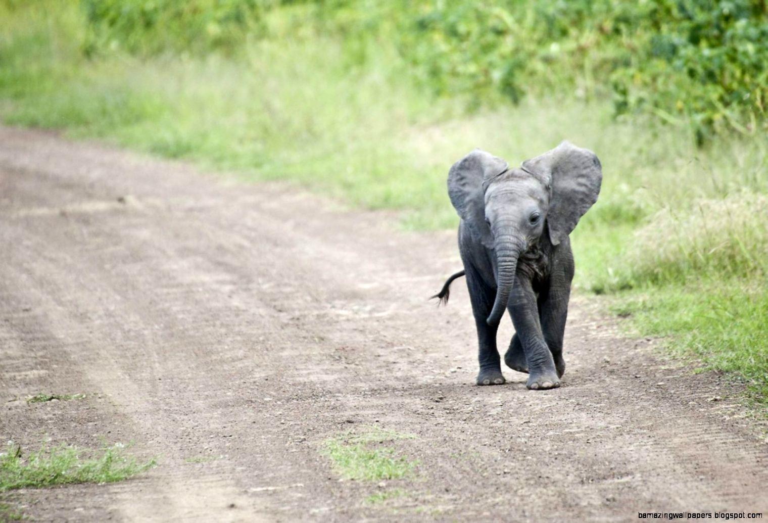 1520x1035 Cute Baby Elephant Wallpaper Desktop