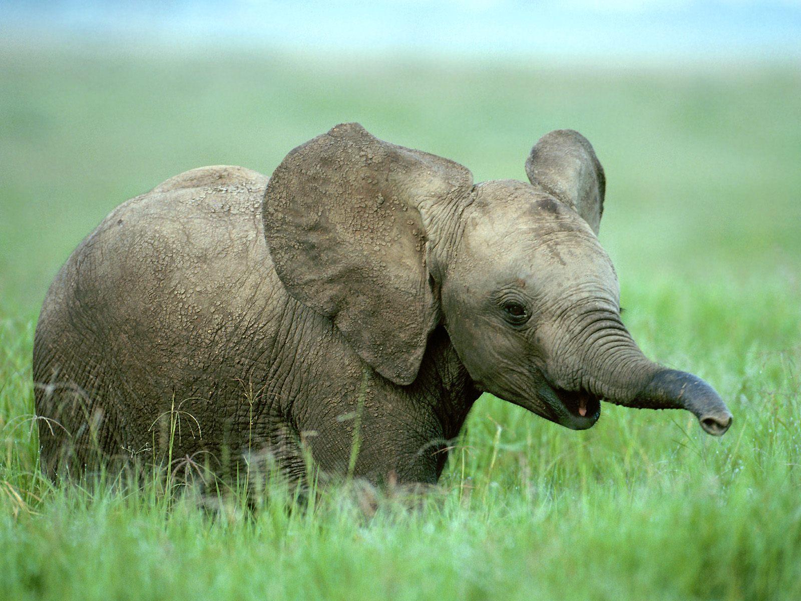 1600x1200 Download Cartoon Elephant Wallpaper, HD Background Download
