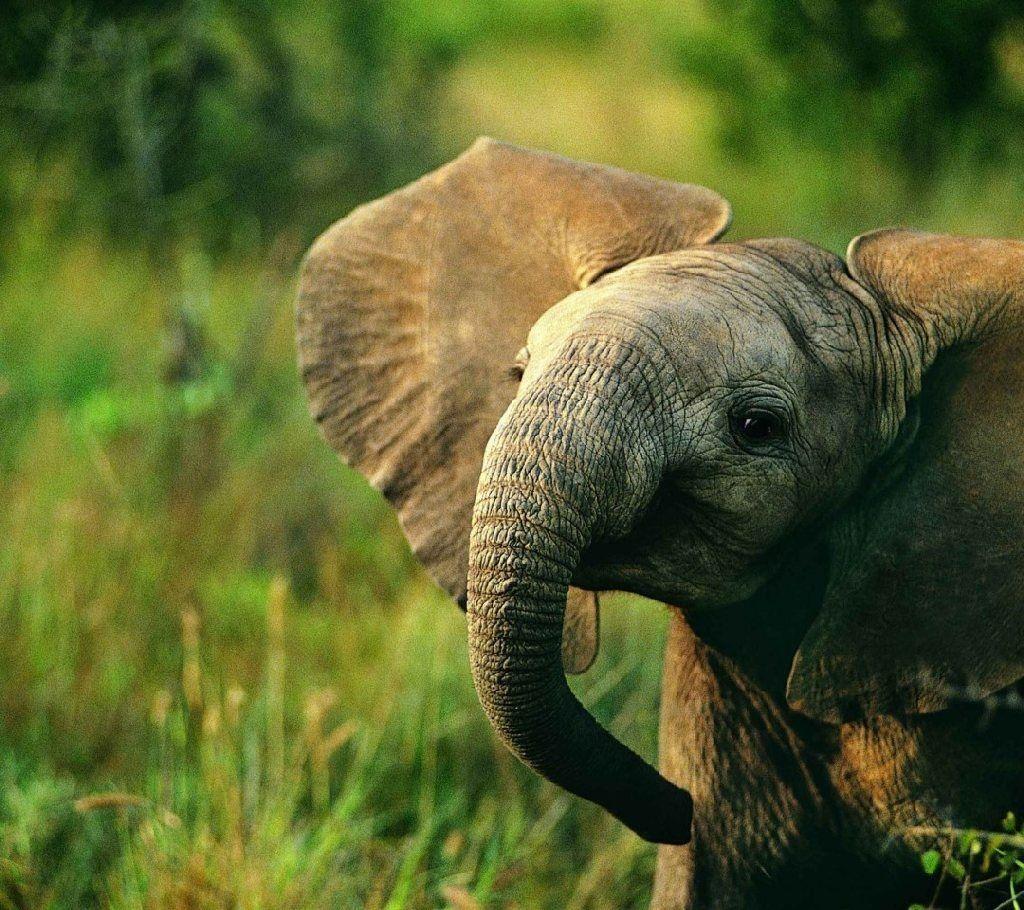 List 97+ Pictures home screen cute elephant wallpaper Updated