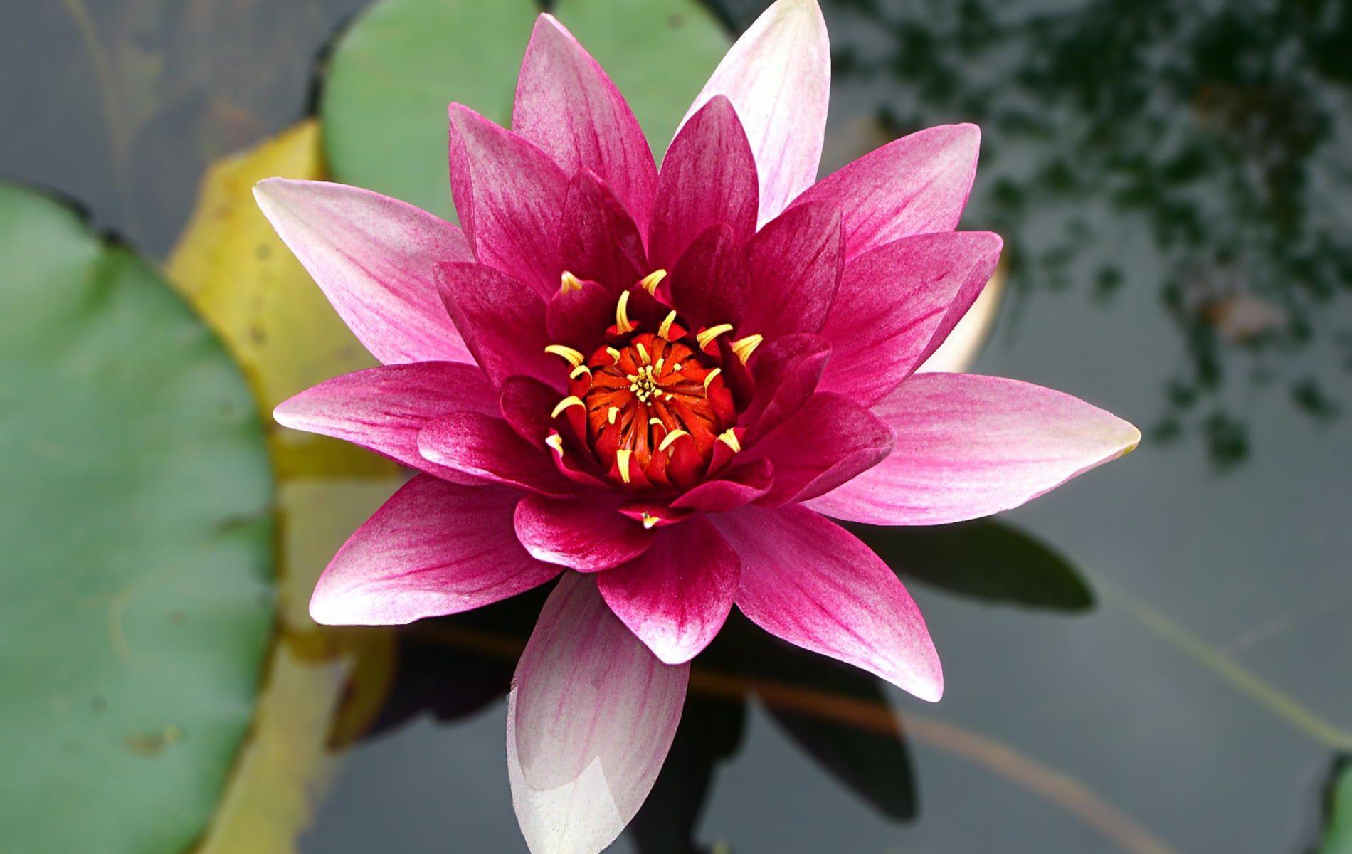 1900x1200 Lotus Flower Wallpaper iPhone
