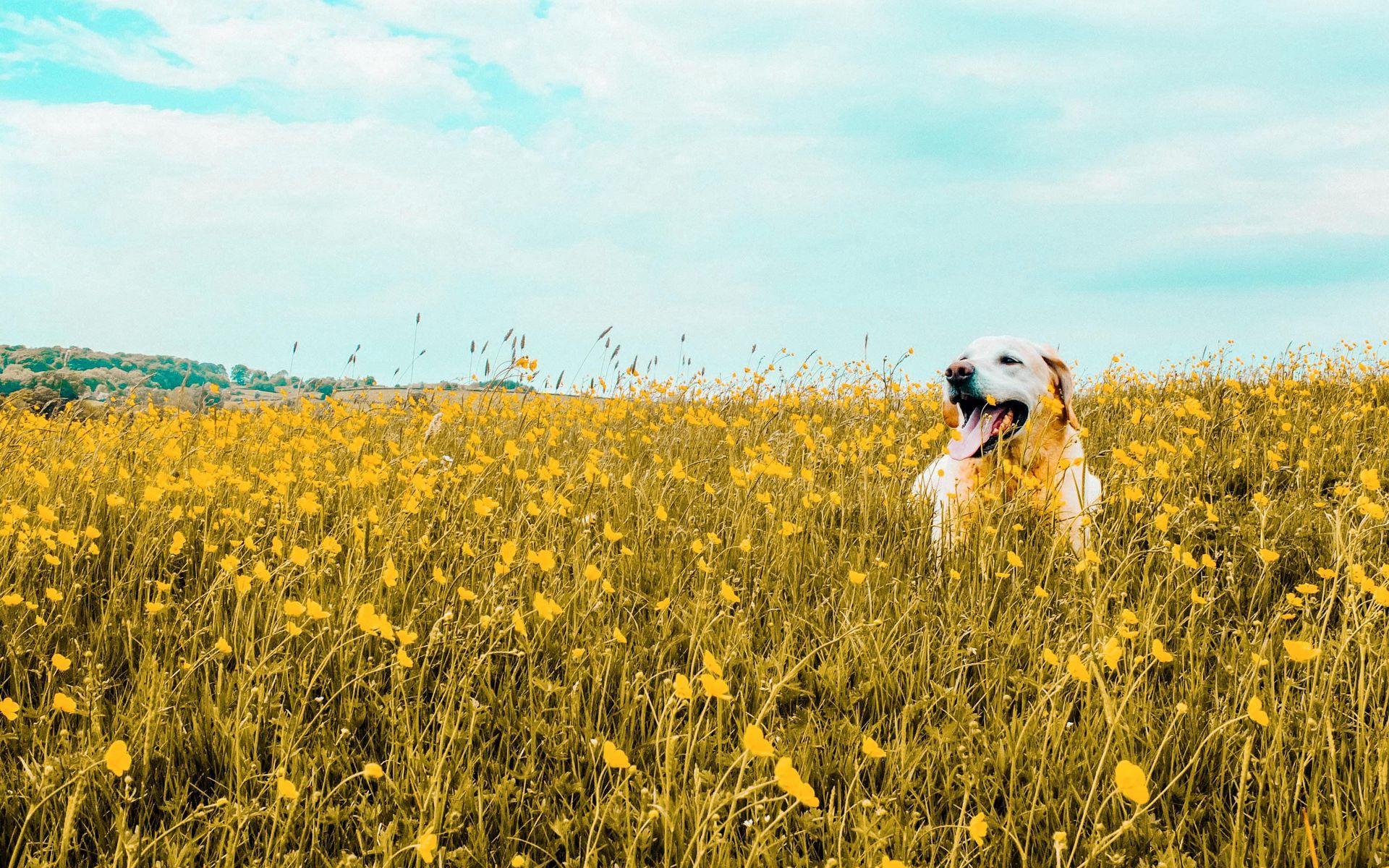 1920x1200 Download wallpaper 1920x1200 dog, field, flowers, protruding