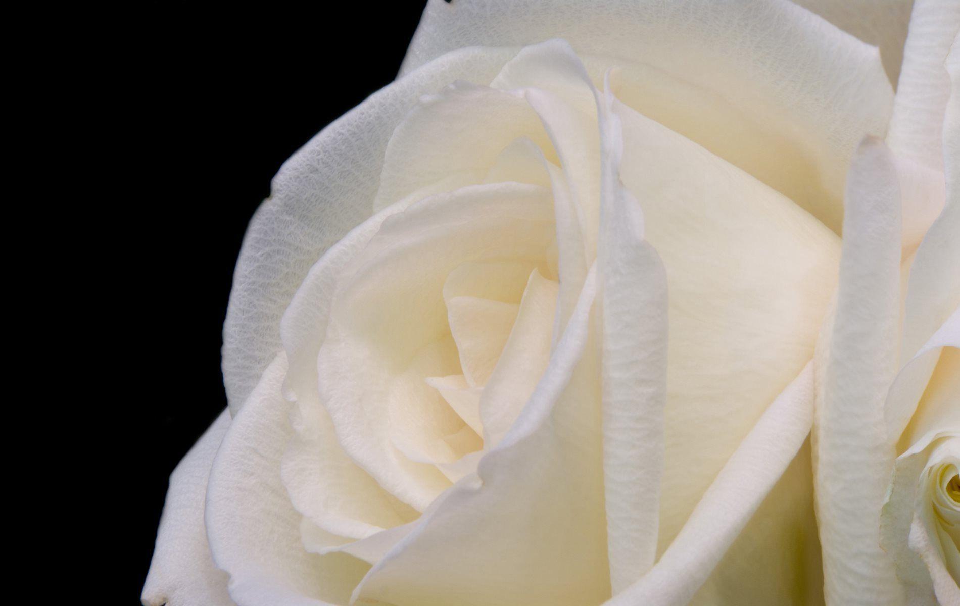 1900x1200 Pure White Rose - [1900 x 1200]