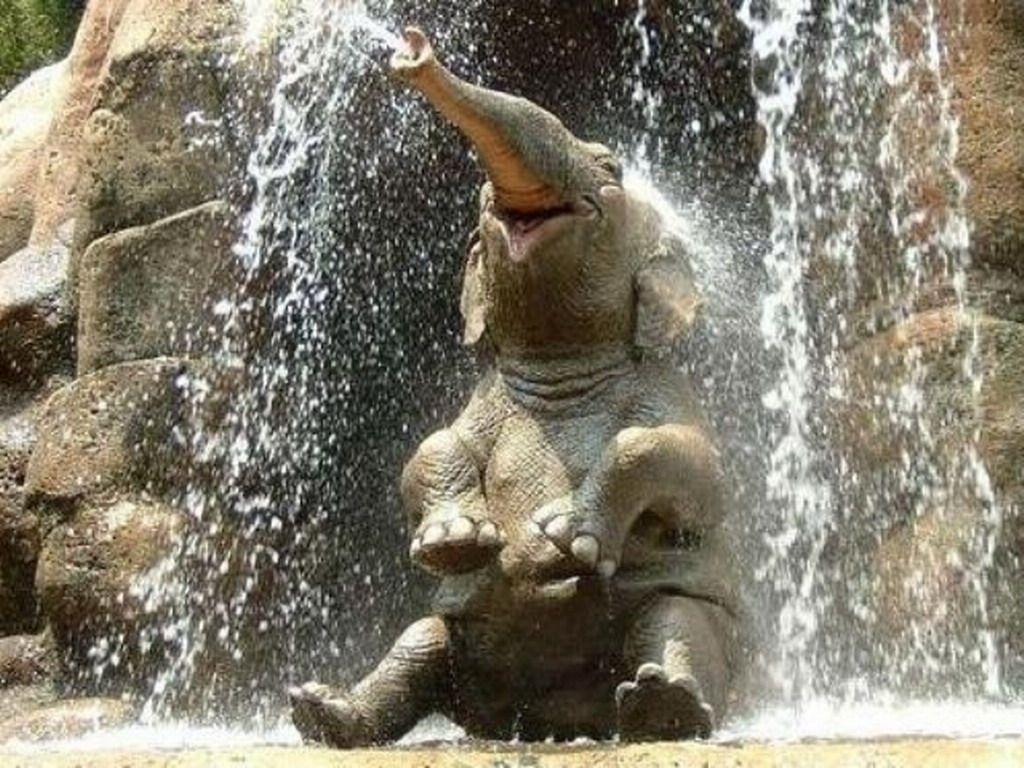 1024x768 Free download Cute Elephant Picture 21964 HD Wallpaper