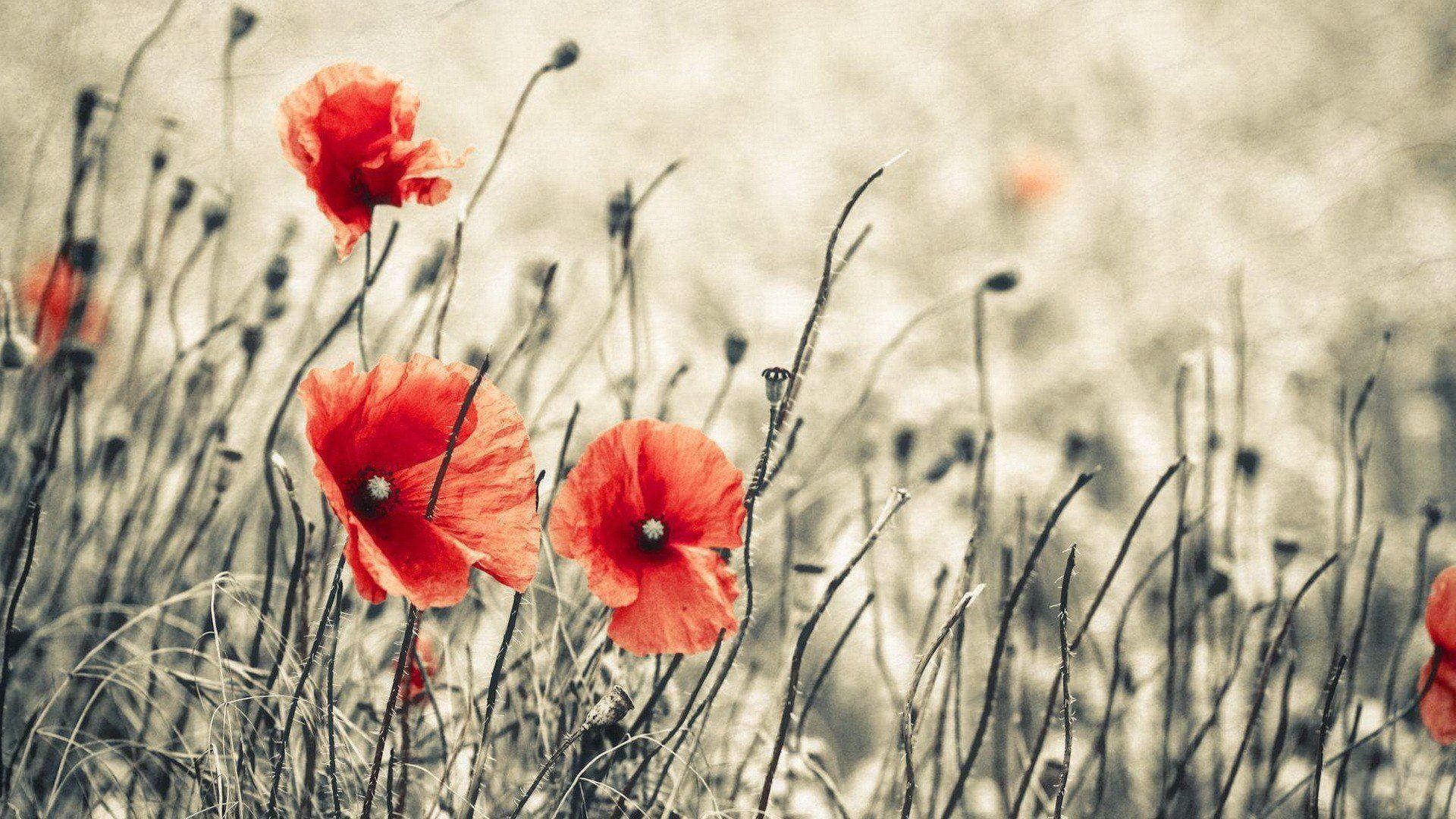 1920x1080 Corn Poppy Wallpaper