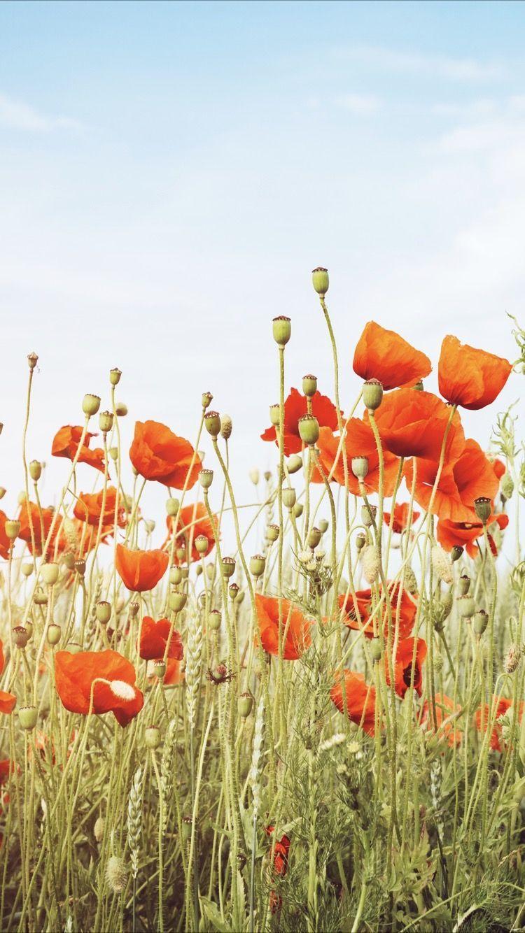 750x1334 Beautiful red poppies wallpaper for your iPhone X from Everpix