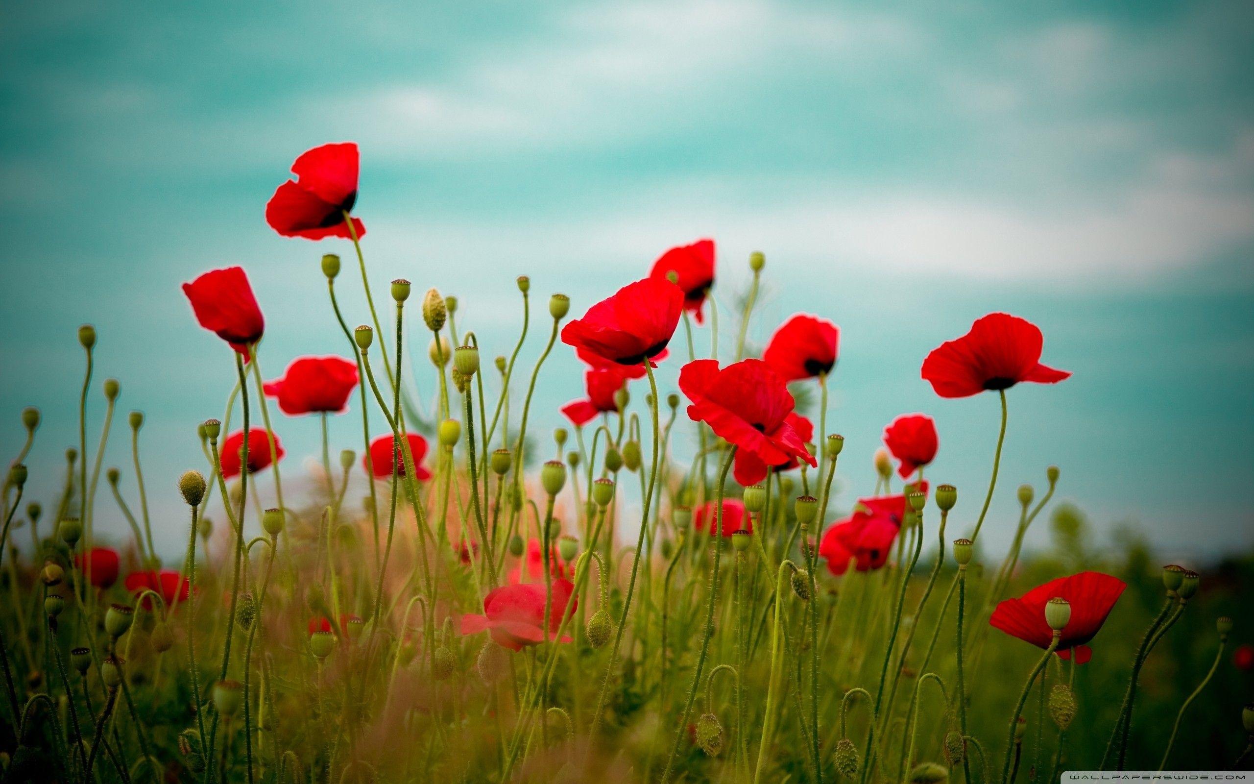2560x1600 Poppy Wallpaper