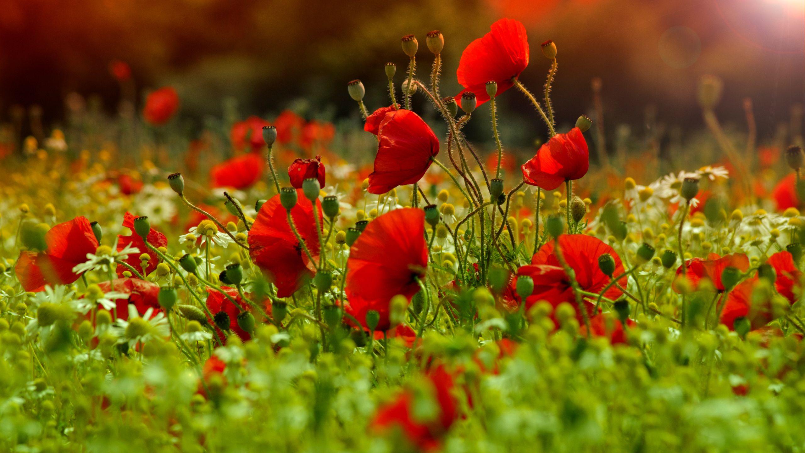 2560x1440 Top Collection of Poppies Wallpaper, Pack V.35