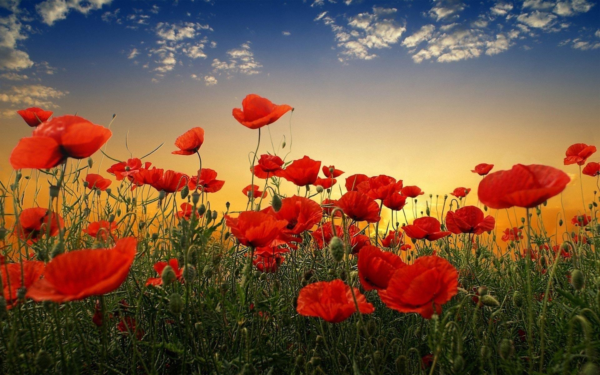 Poppies Wallpapers Top Free Poppies Backgrounds Wallpaperaccess