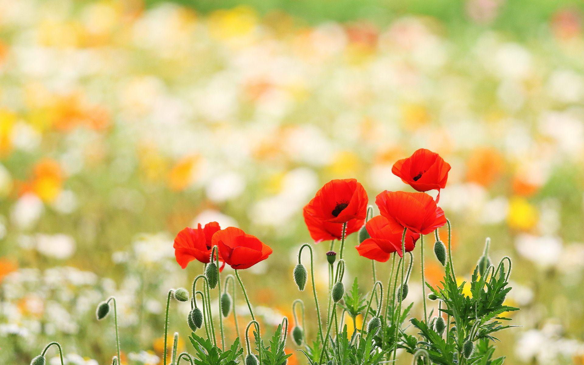 1920x1200 Poppy Field Wallpaper