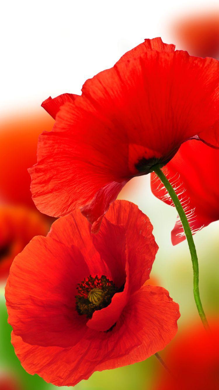 750x1334 Poppy Wallpaper