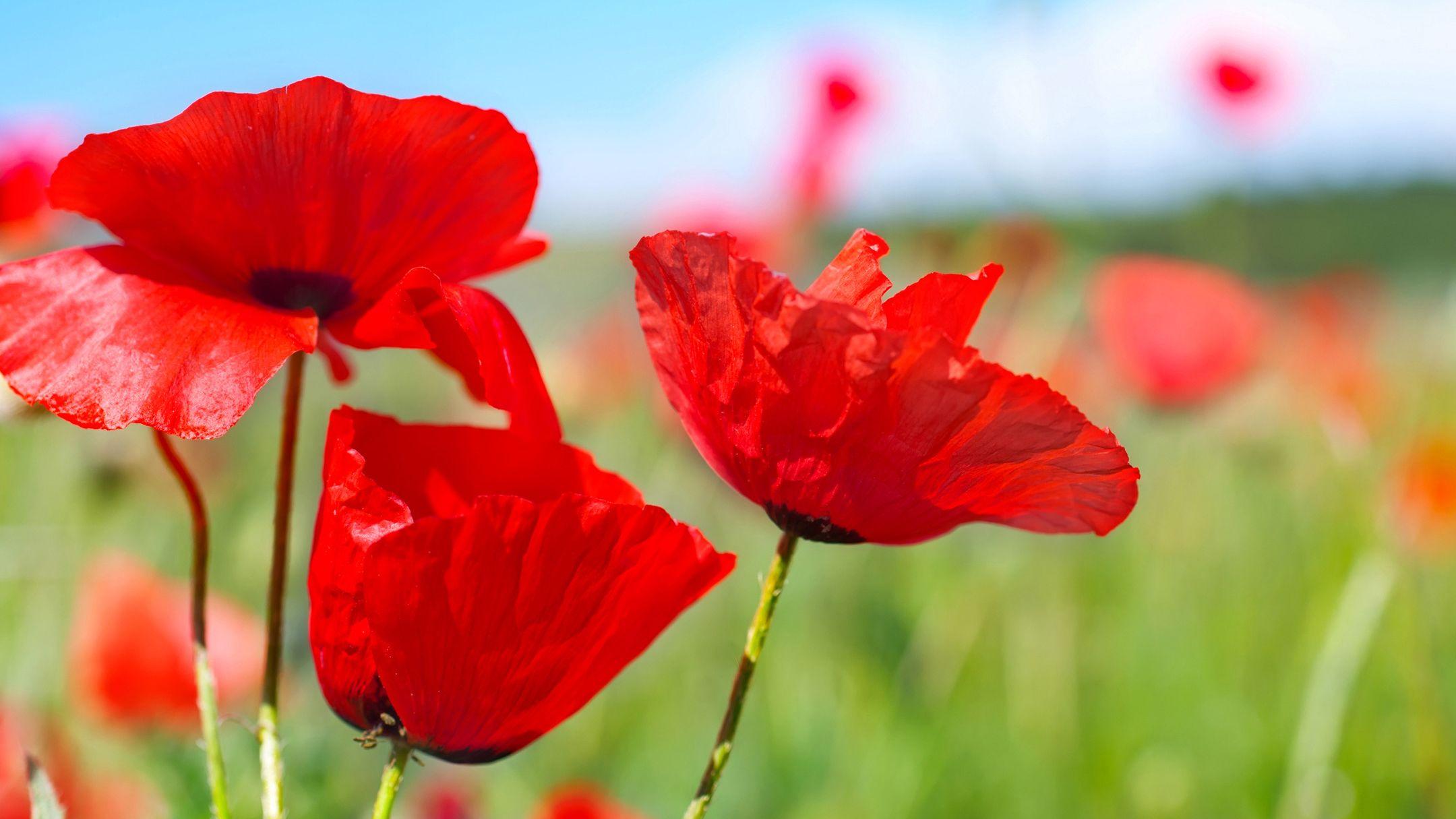 2160x1215 Spring Poppies Wallpaper