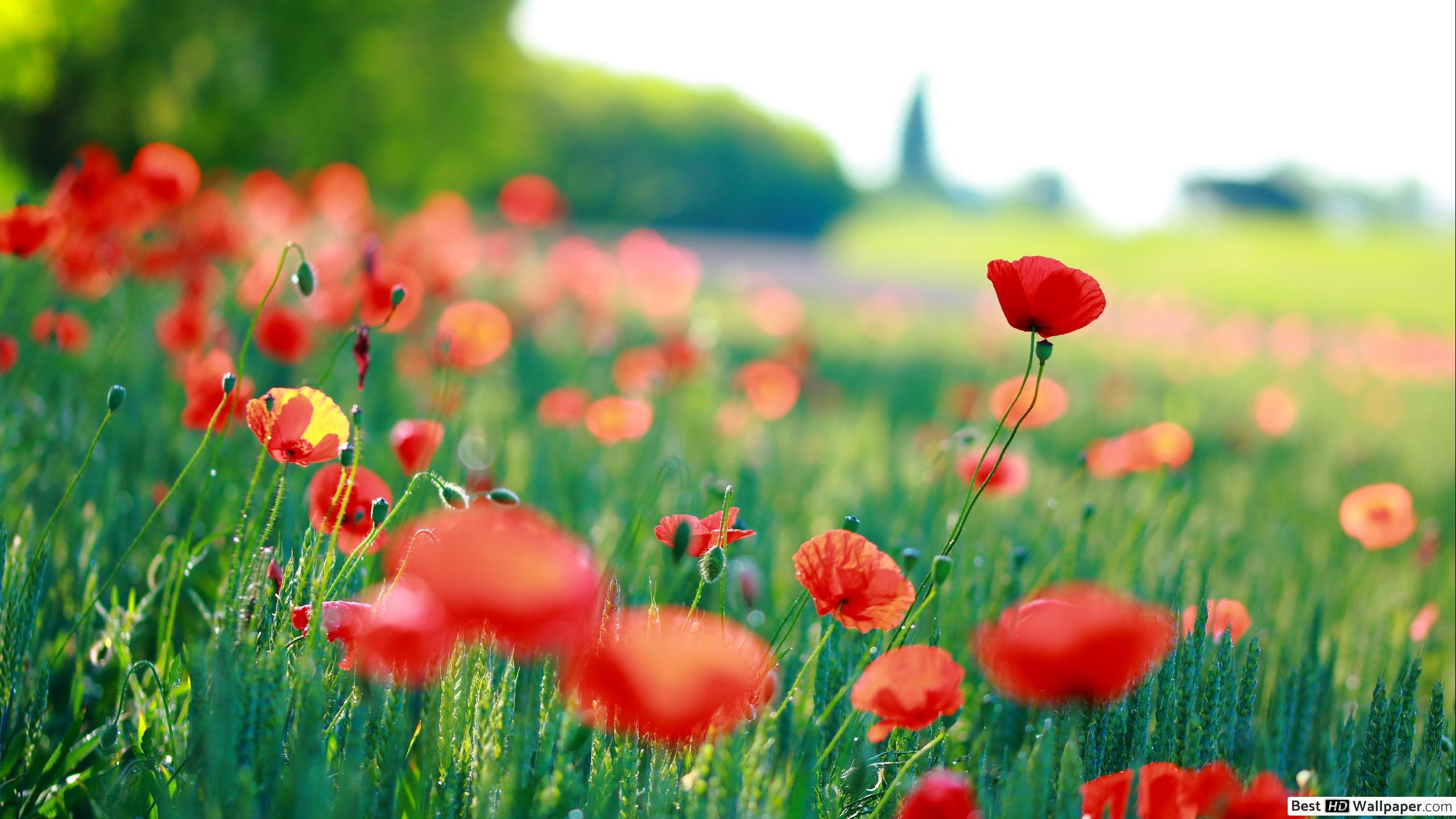 2560x1440 Red poppies in the field HD wallpaper download