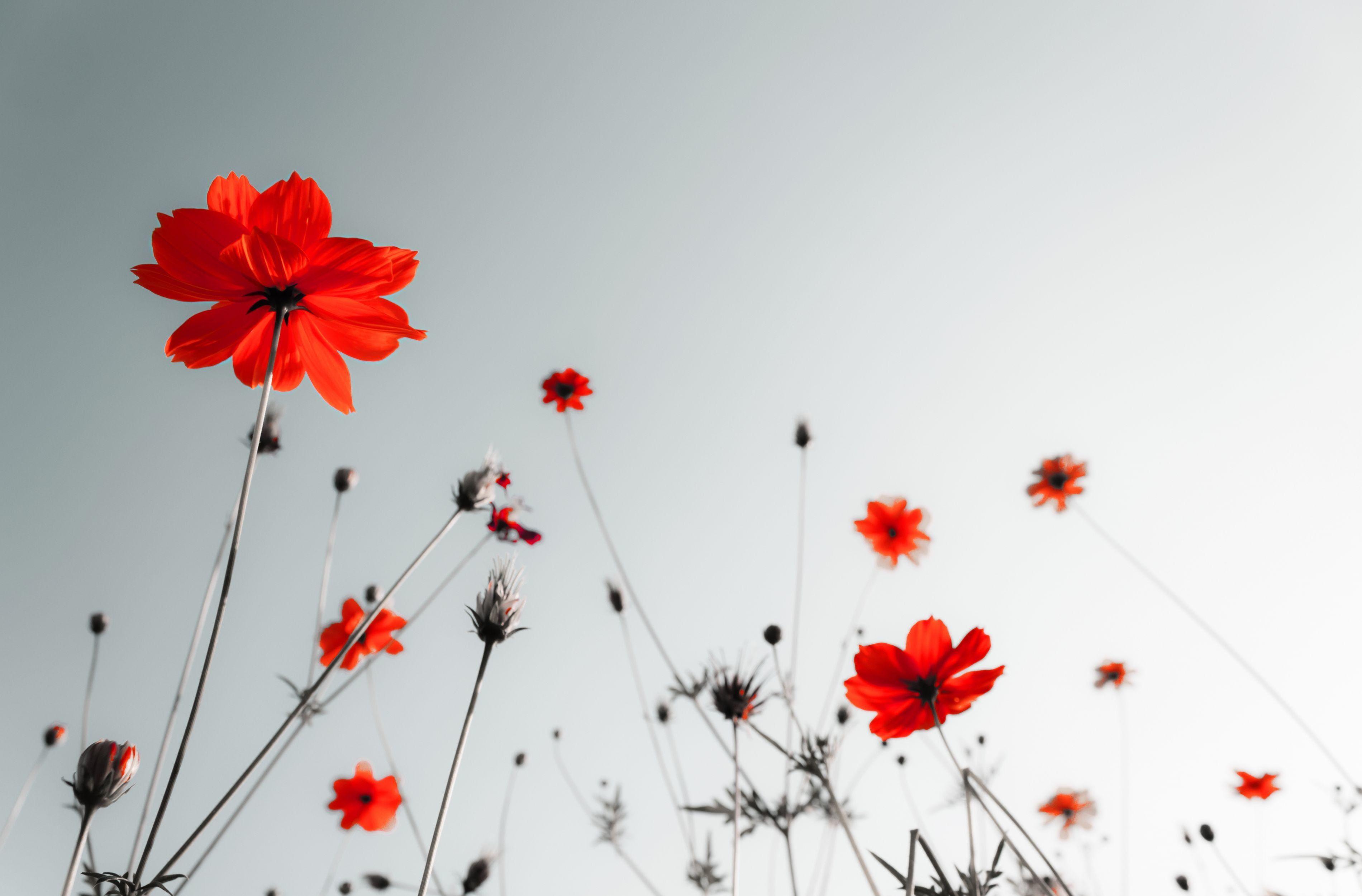 3800x2500 Flower poppy poppies wallpaperx2500