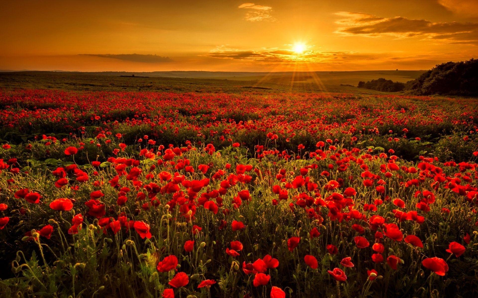 1920x1200 Red Poppies & Orange Sunset wallpaper. Red Poppies & Orange