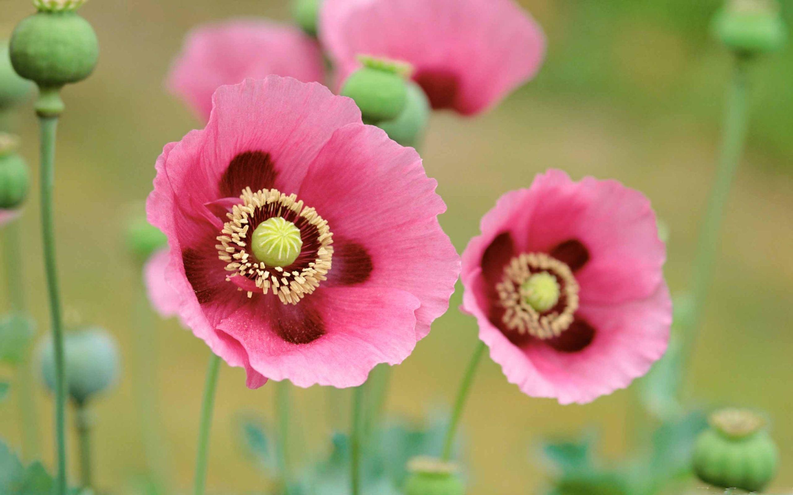 2560x1600 Best poppy Mac Wallpaper Free HD Download