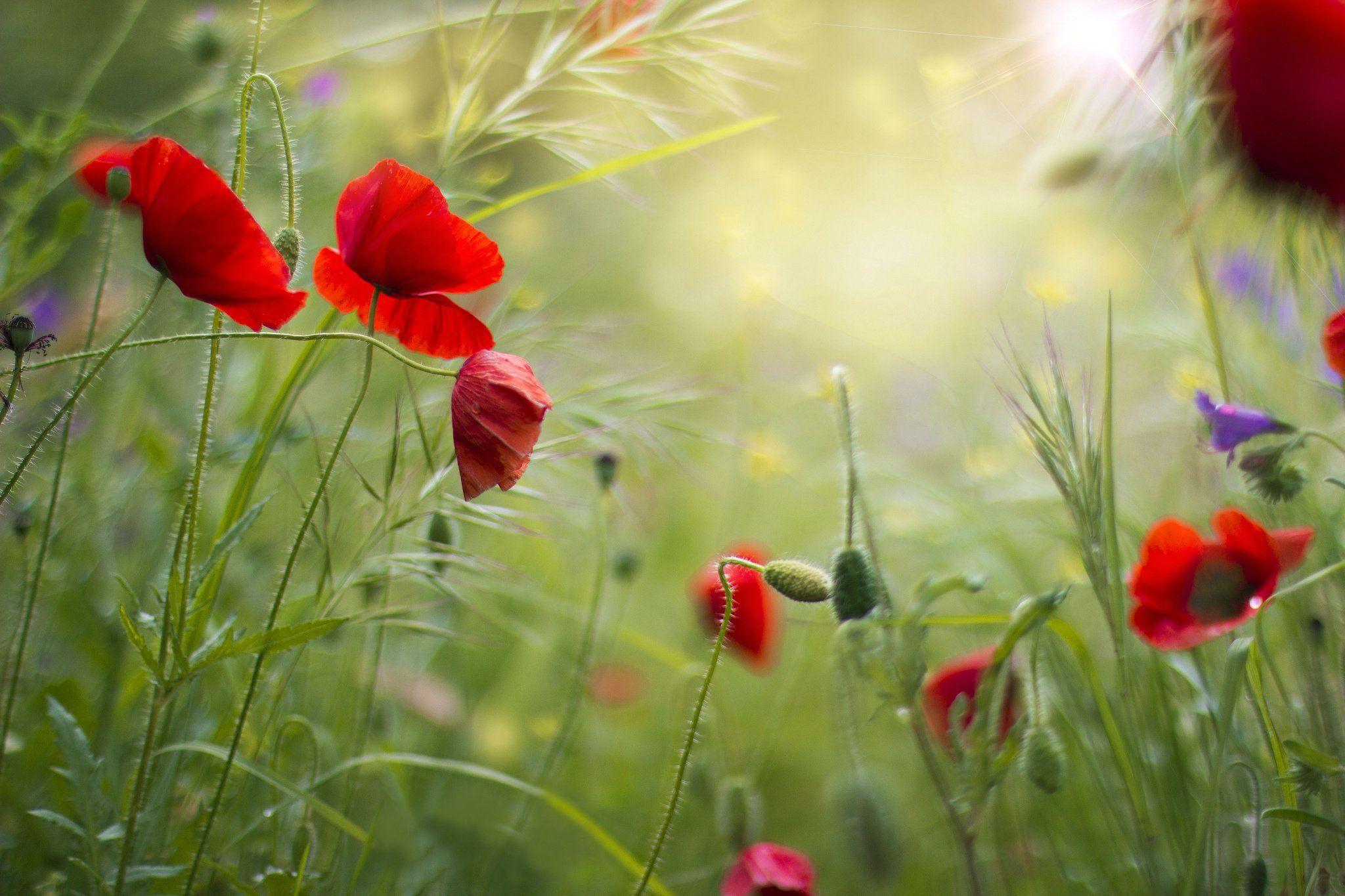 2048x1365 Red grass field flowers poppies summer poppy wallpaperx1365