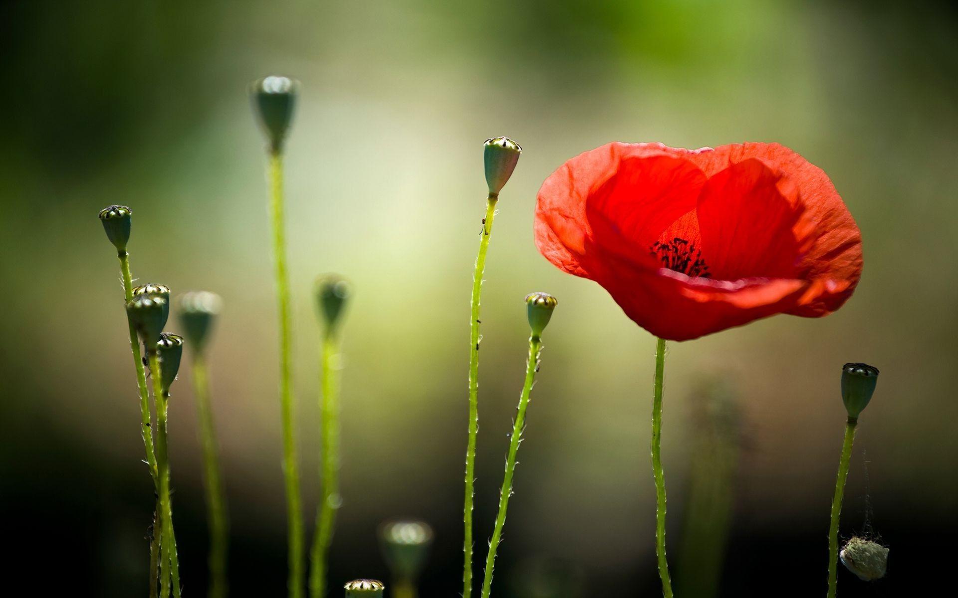 1920x1200 Poppy Flower Wallpaper