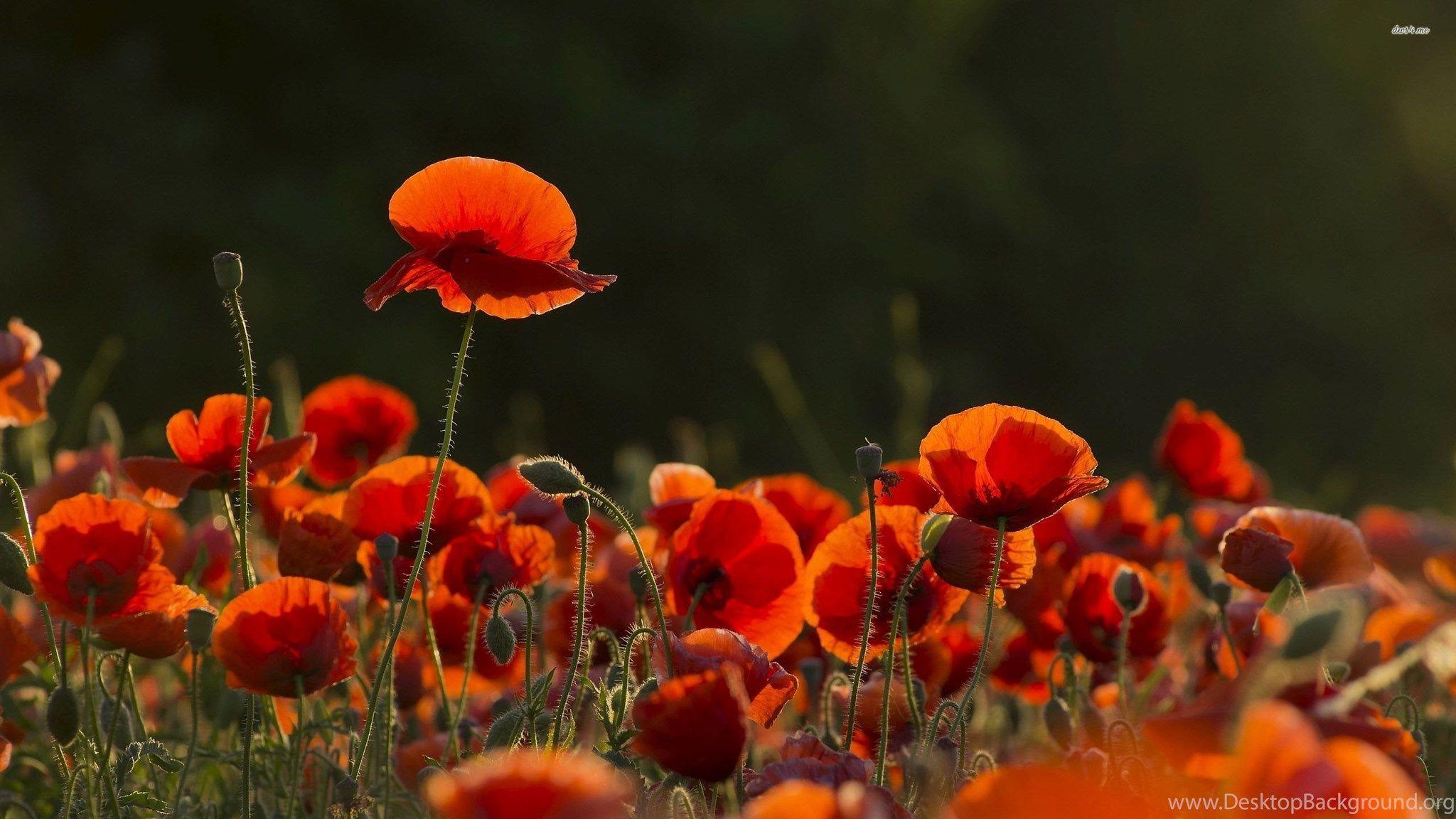 Poppies Wallpapers Top Free Poppies Backgrounds WallpaperAccess