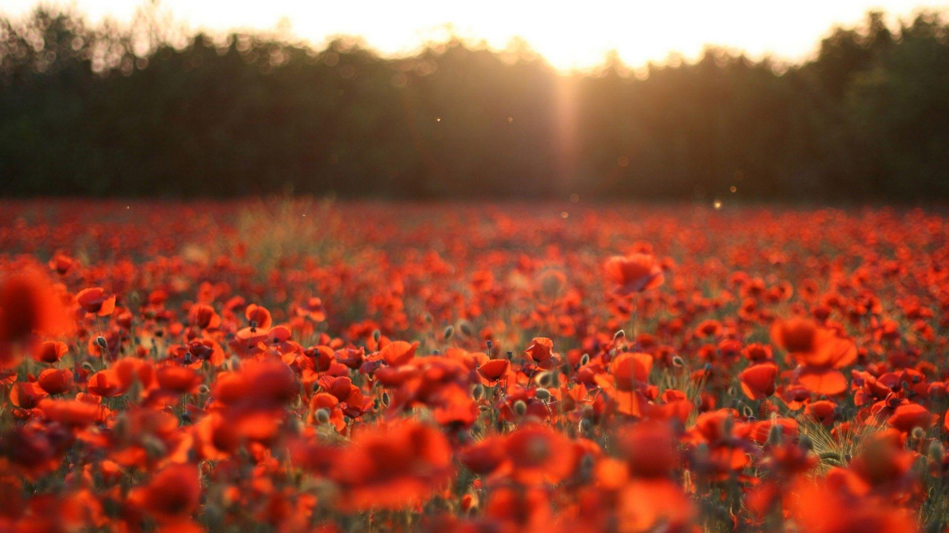 1920x1080 Free download poppies background HD Desktop Wallpaper 4k HD