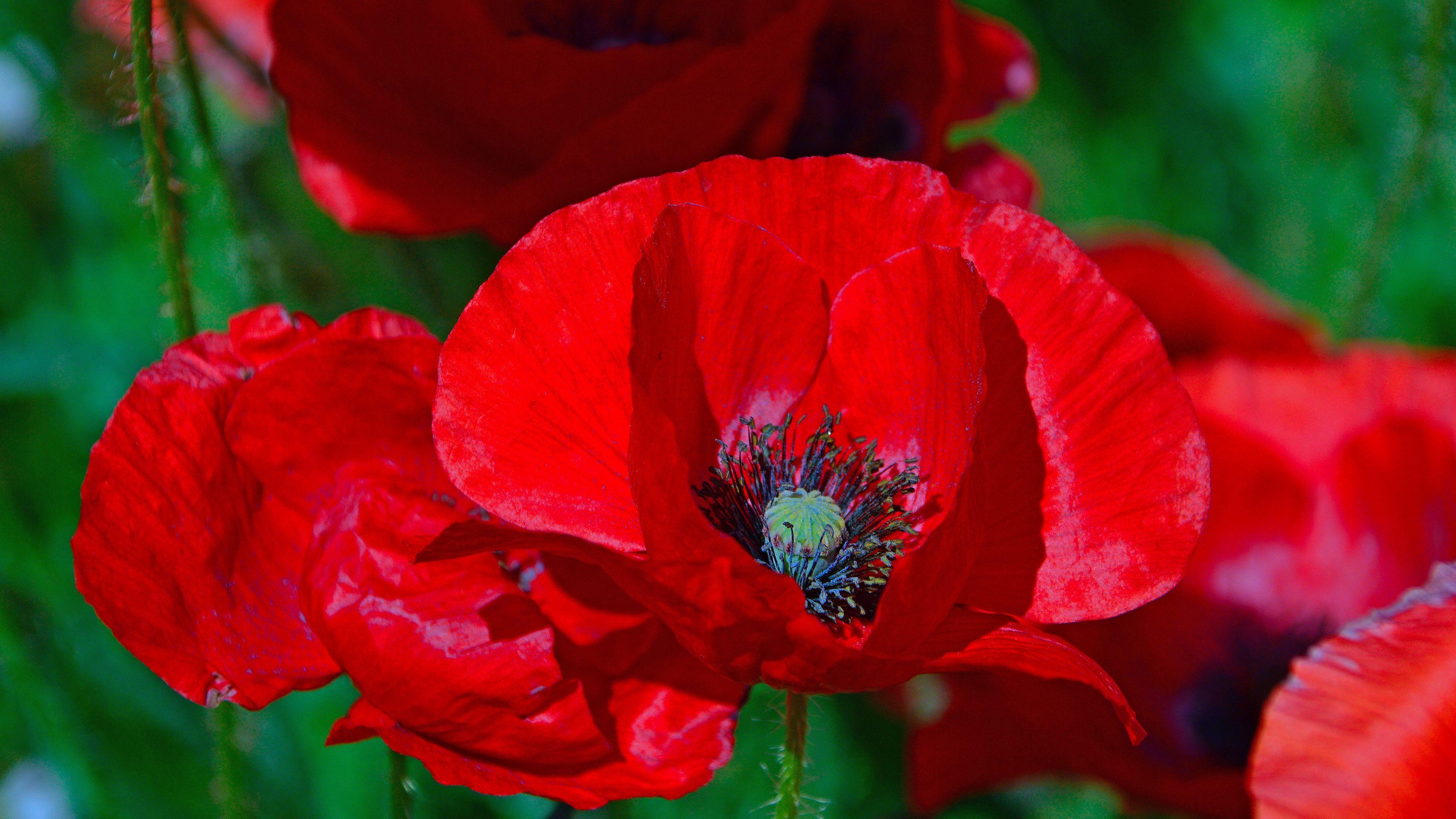 3840x2160 Download wallpaper 3840x2160 poppies, poppy, flower, red, blossom