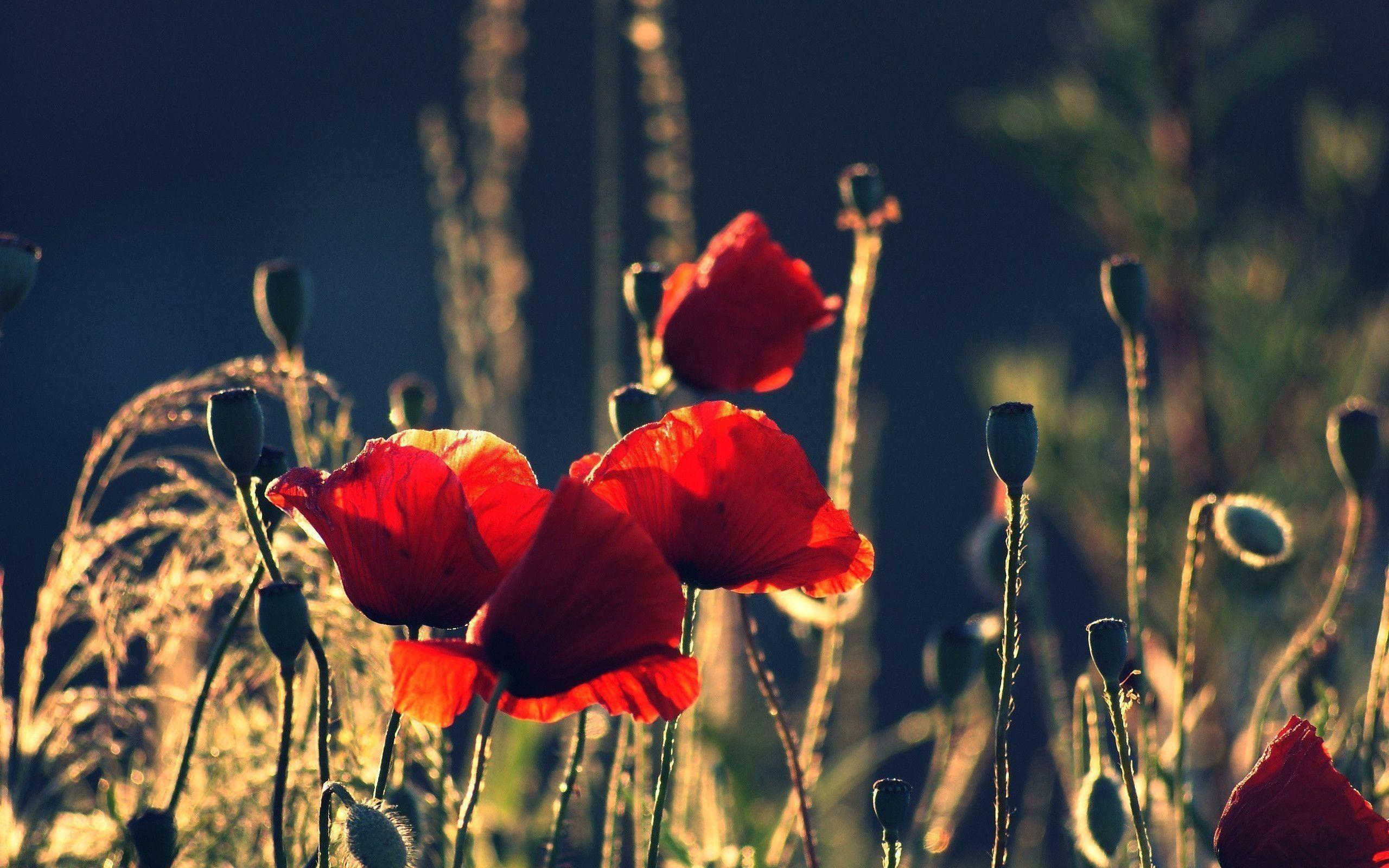 2560x1600 Poppies Wallpaper and Background HD Wallpaper