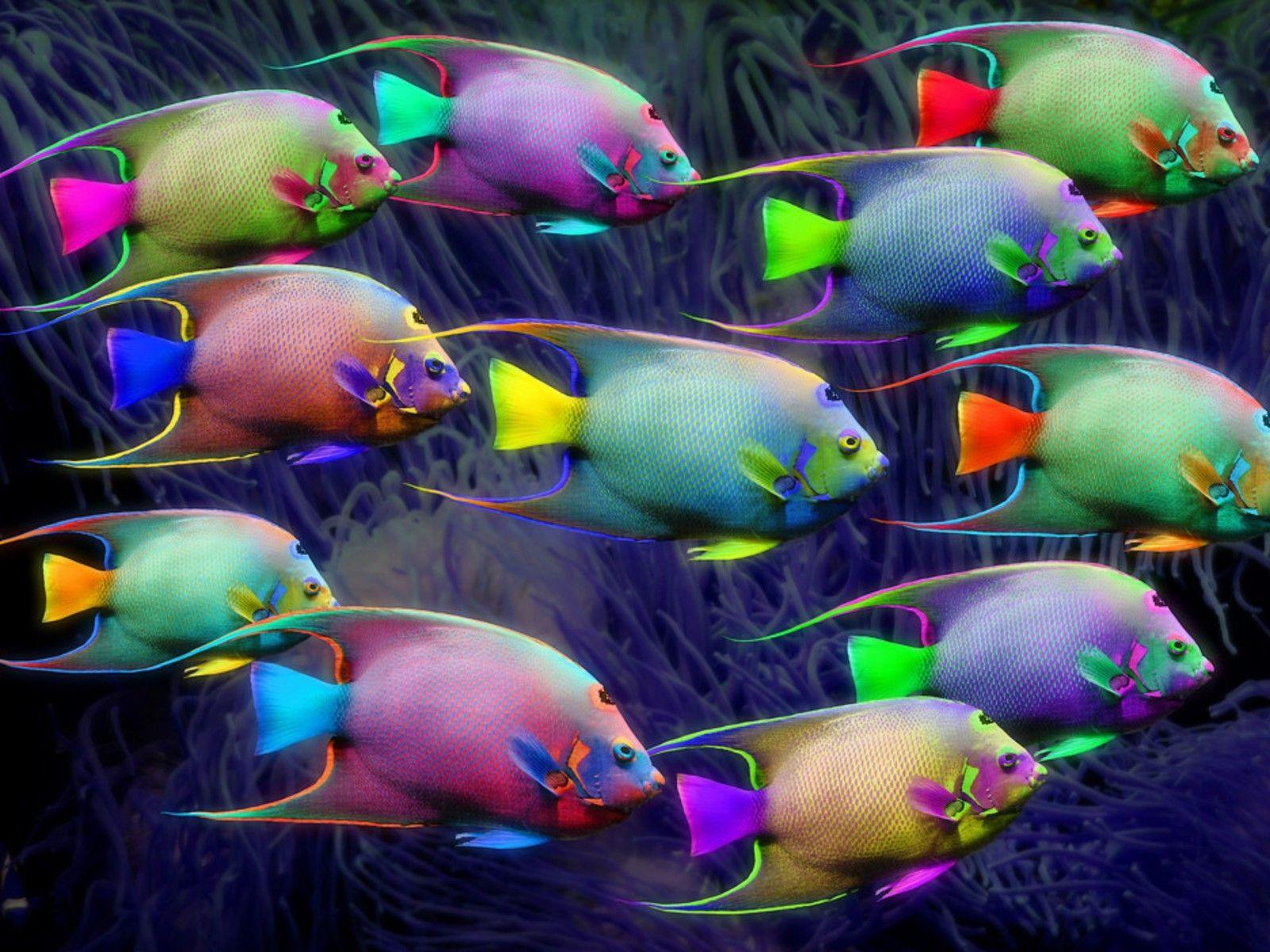 1600x1200 Neon fish