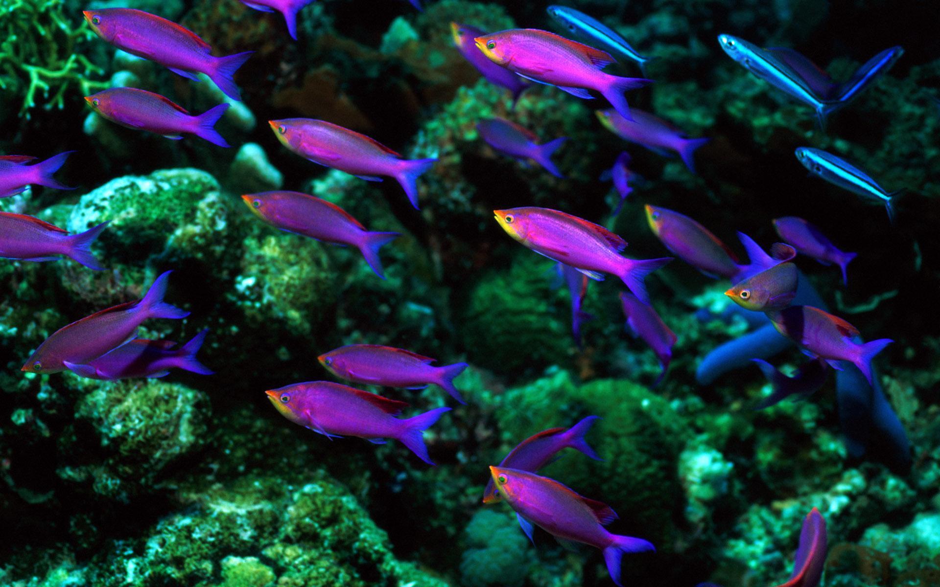 Мир аквариумных рыбок. Тетра Керри фиолетовый неон. Неон фиолетовый Керри аквариумная рыбка. Неончики рыбки. Неон фиолетовый Керри Блю.