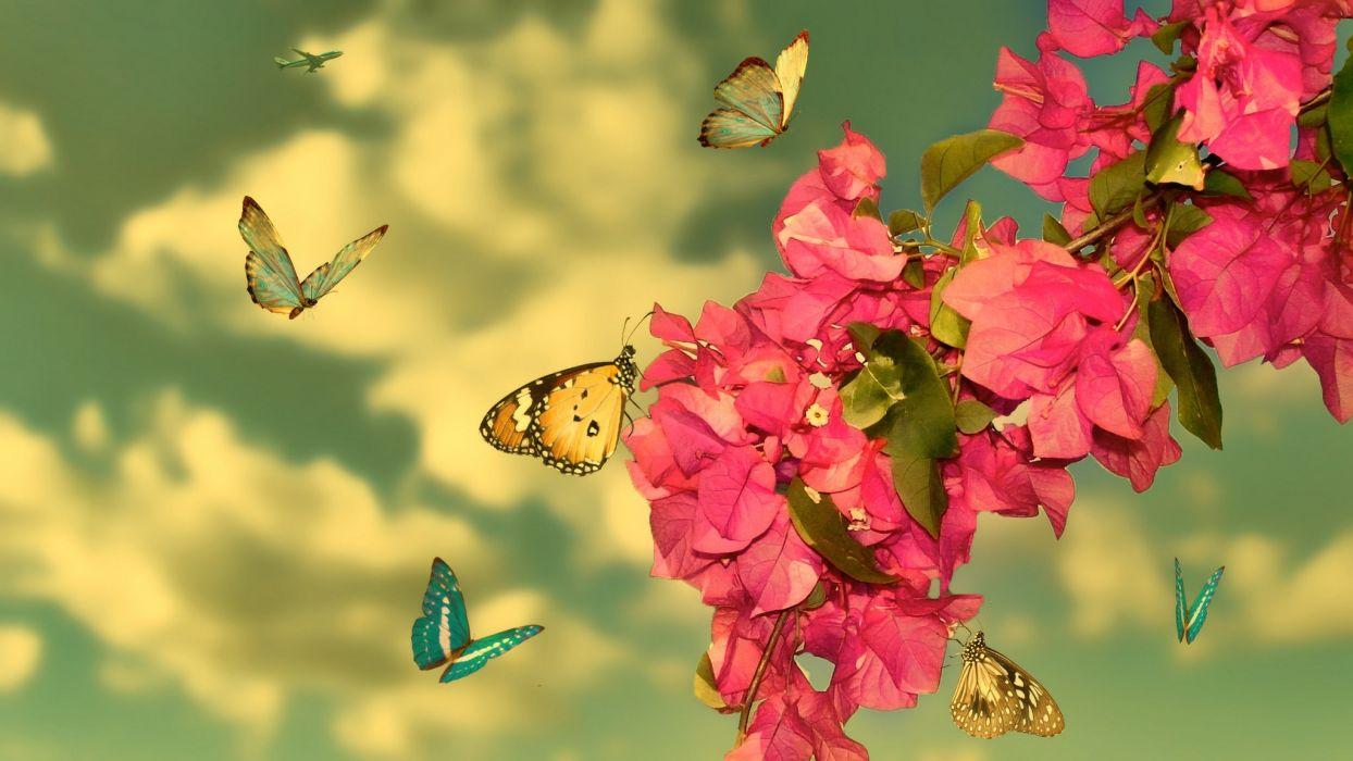 1244x700 Animal butterfly flower beauty nature wallpaperx1152