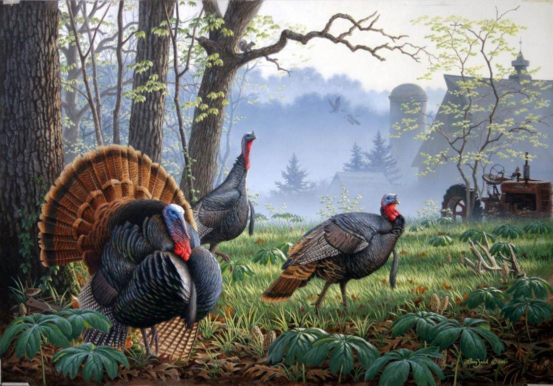 1126x786 Foggy Morning Trio Wild Turkey By Larry Zach. Wildlife Art