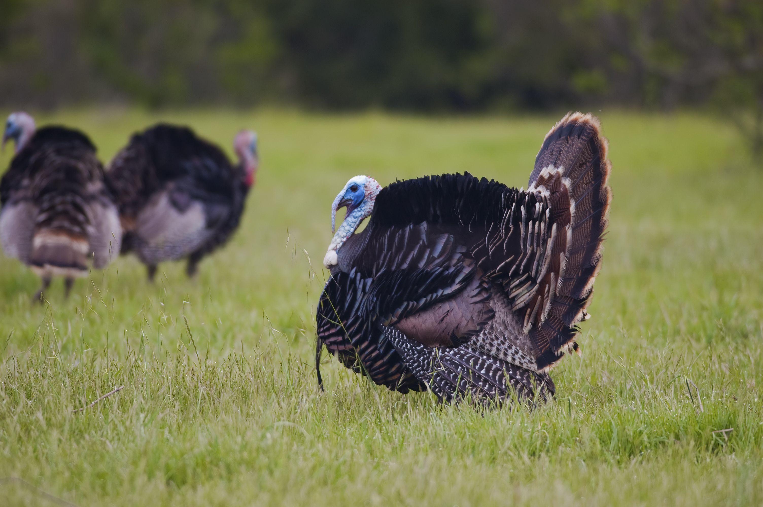 Wild Turkey Wallpapers Top Free Wild Turkey Backgrounds Wallpaperaccess