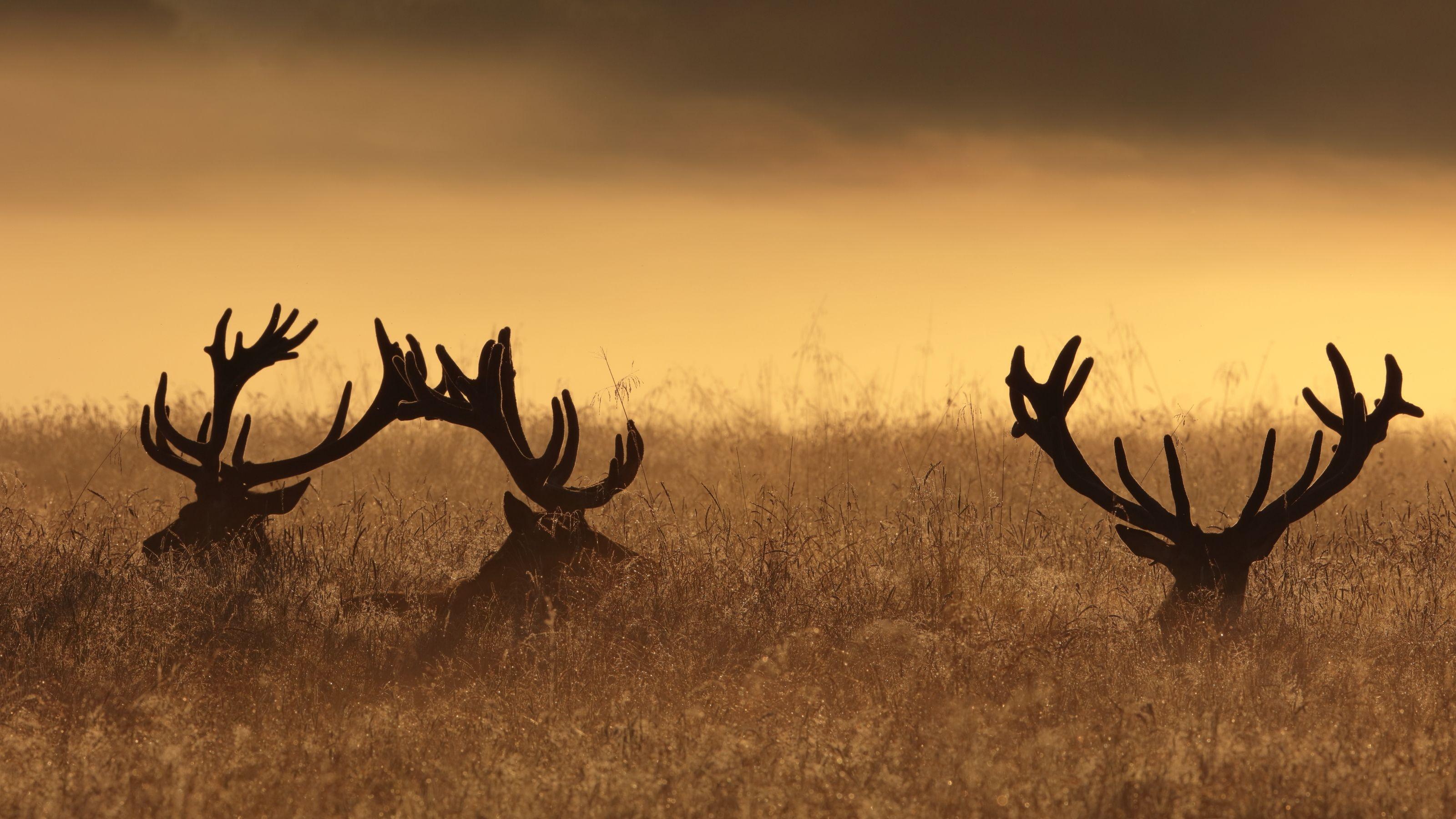 3200x1800 Deer HD Wallpaper