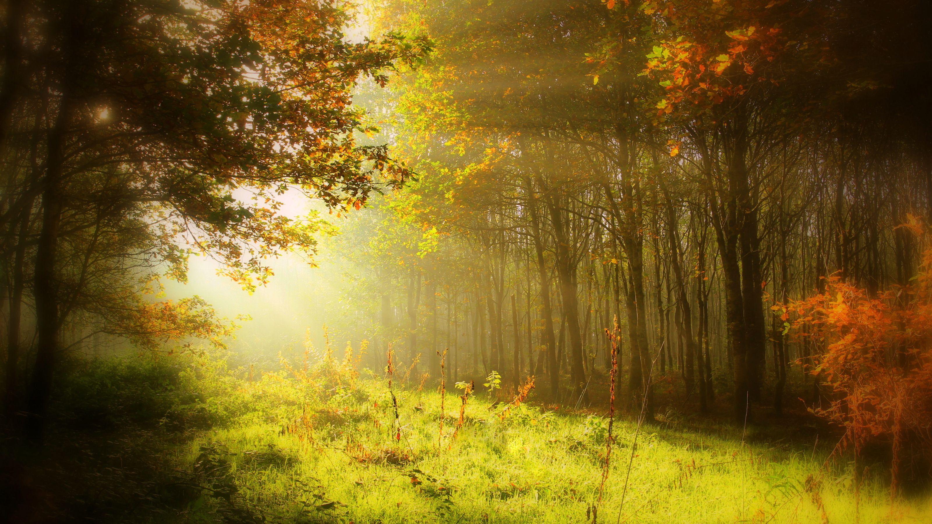 3200x1800 Wallpaper Rays of light Nature Autumn Forests Grass Trees 3200x1800