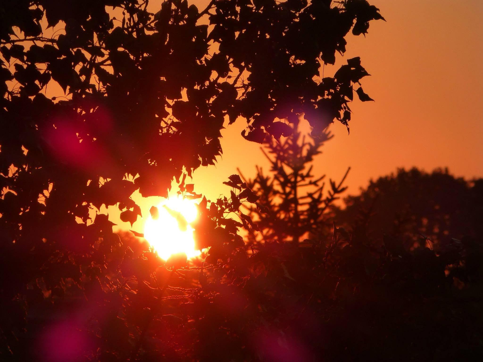 2048x1536 nature, Silhouette, Trees, Sunset, Lens Flare Wallpaper HD