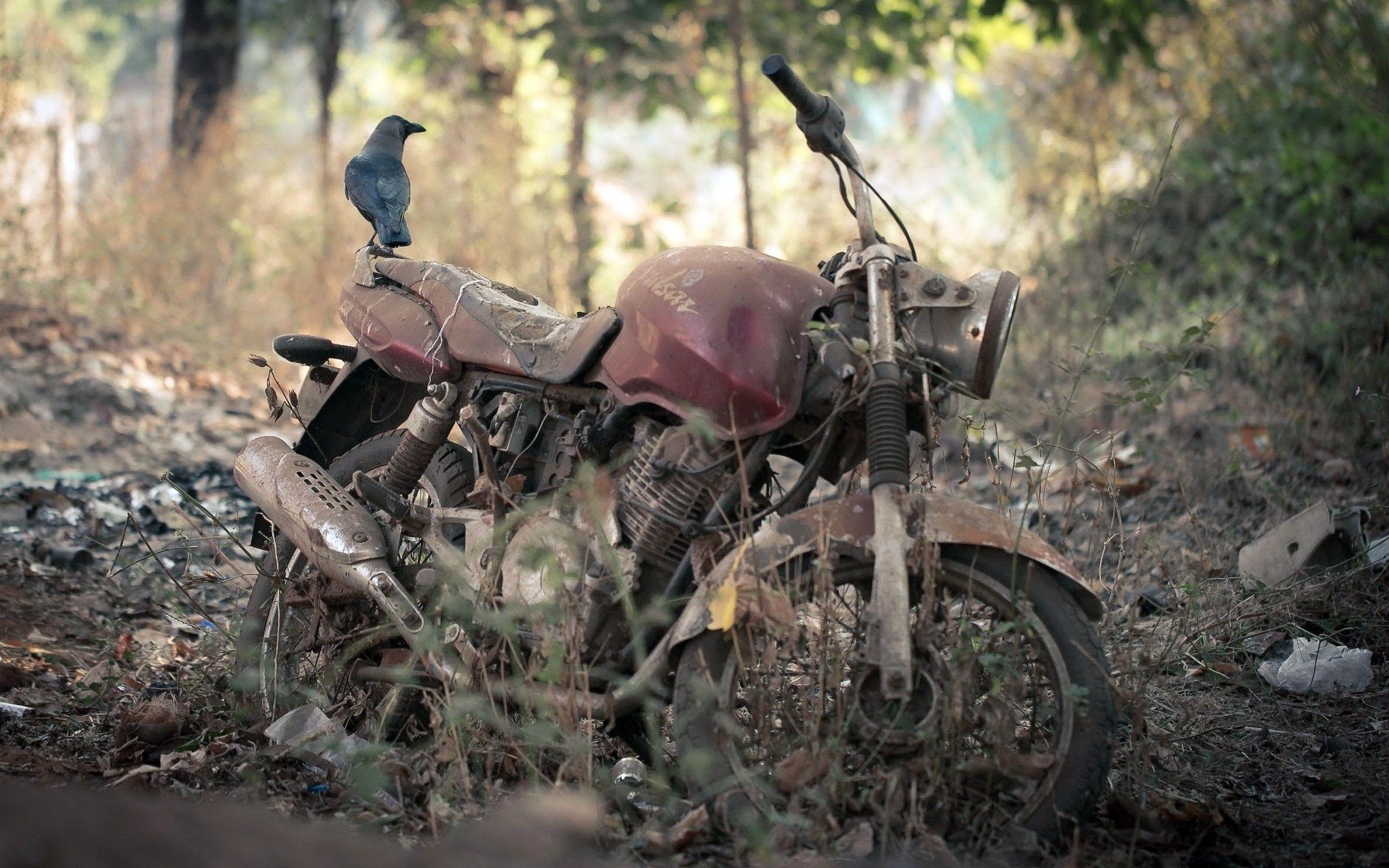 2560x1600 Download 2560x1600 Motorcycle, Old, Dirty, Forest Wallpaper