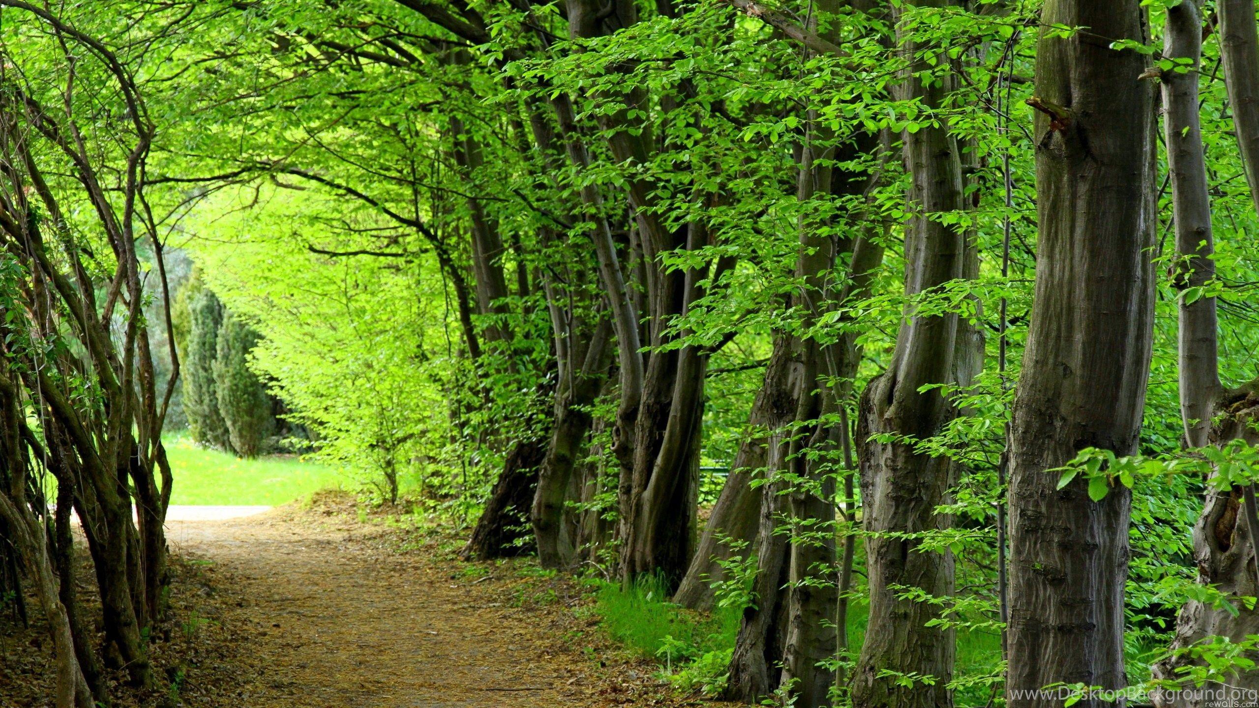 2560x1440 Wallpaper Forest Cartoon Picture Green 2560x1440 Desktop Background