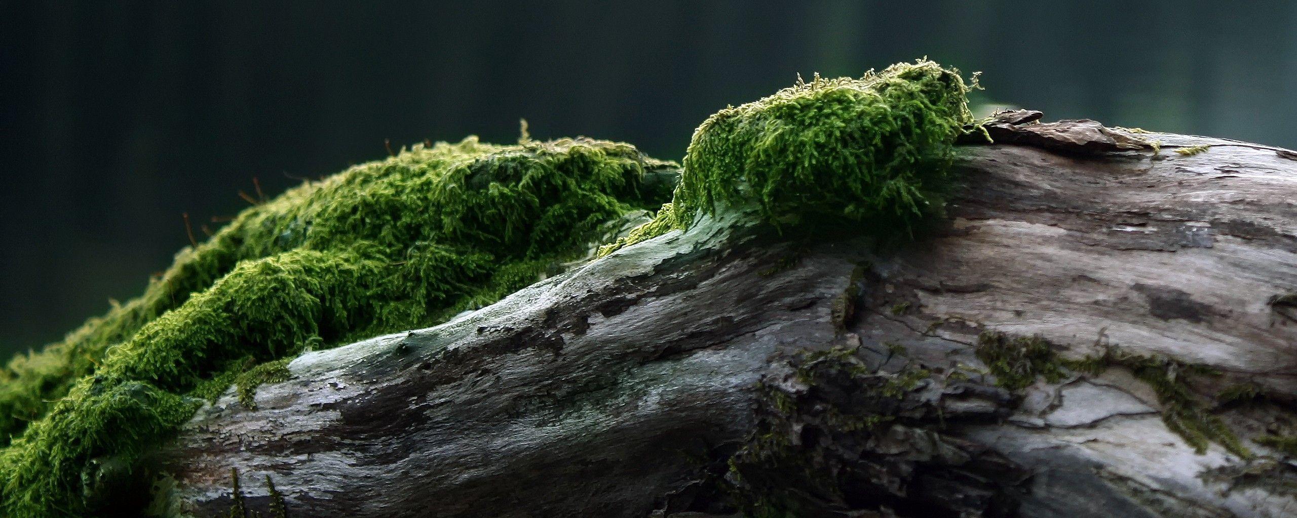 2560x1024 Wallpaper For Two Monitors