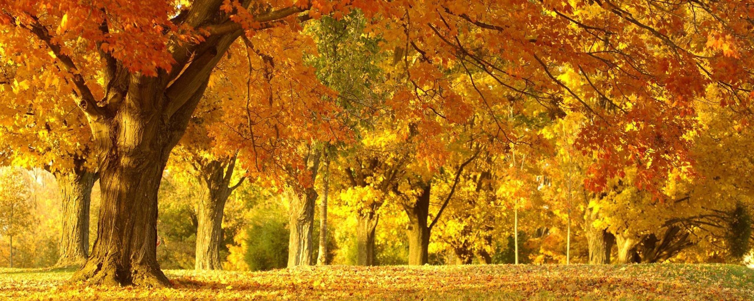 2560x1024 autumn (season) / 2560x1024 Wallpaper. Autumn scenery, Beautiful
