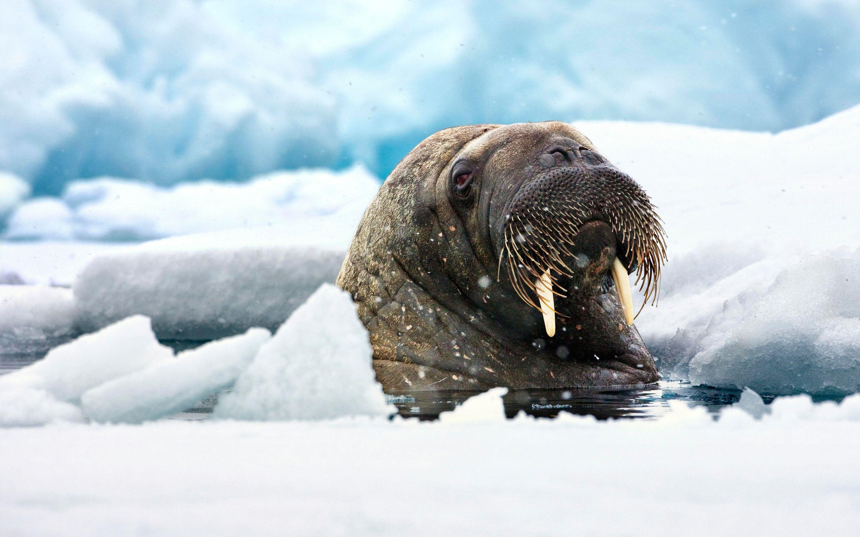 Walrus Wallpapers - Top Free Walrus Backgrounds - WallpaperAccess