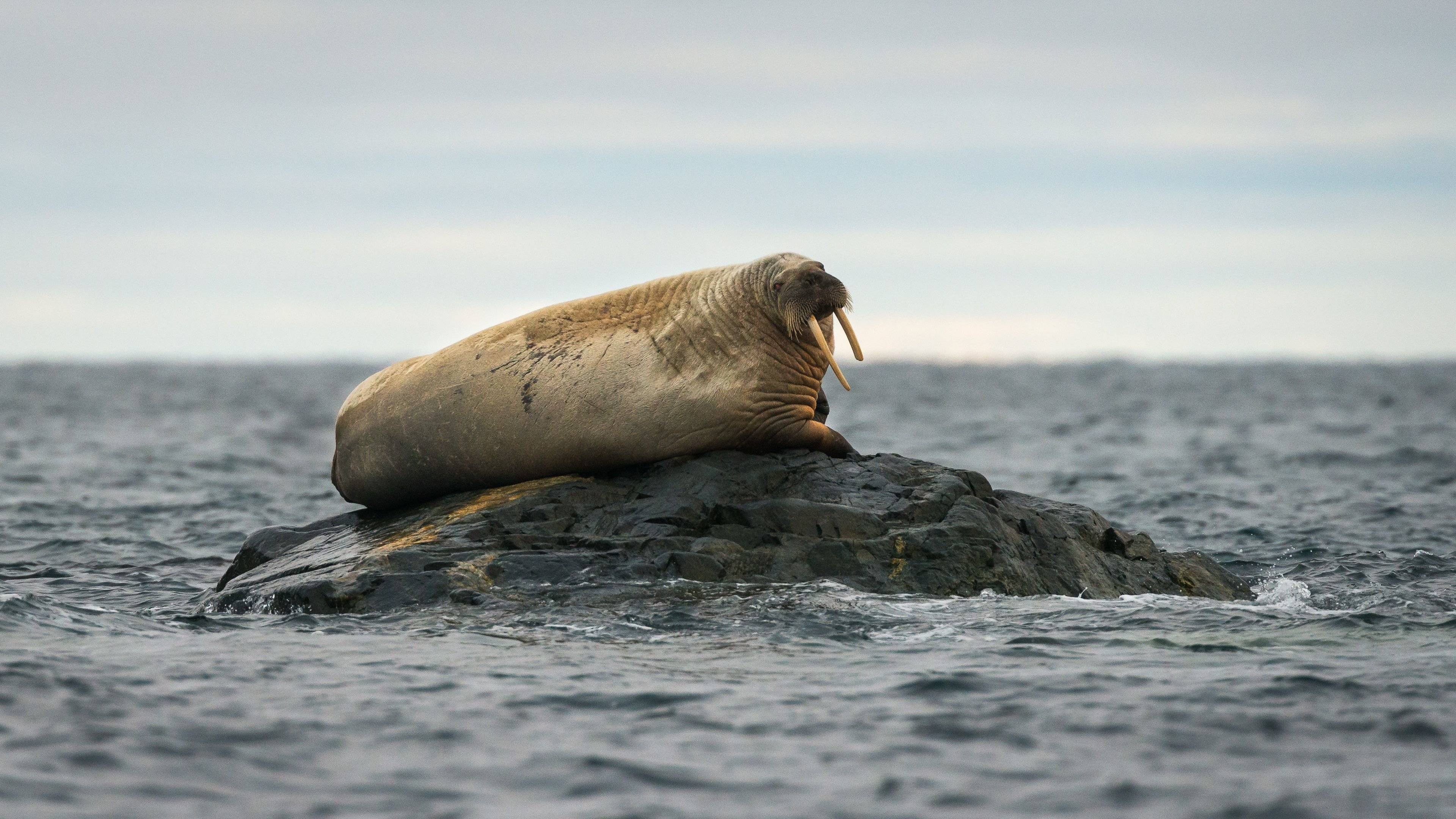 3840x2160 Walrus wallpaper 3840x2160 Ultra HD 4k desktop background