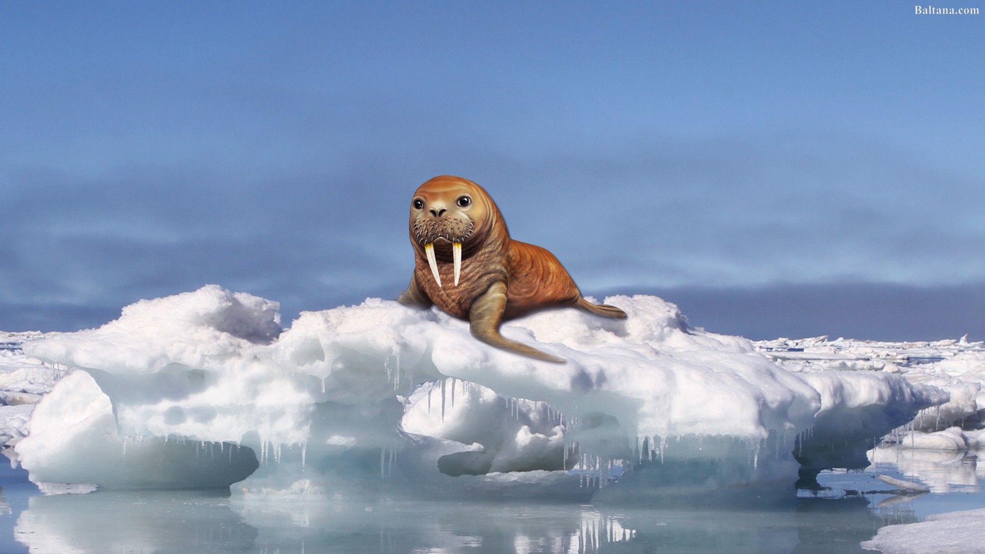 1920x1080 Walrus Wallpaper