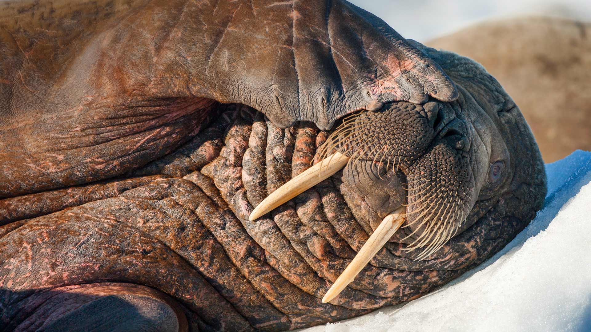 1920x1080 Sleepy Walrus