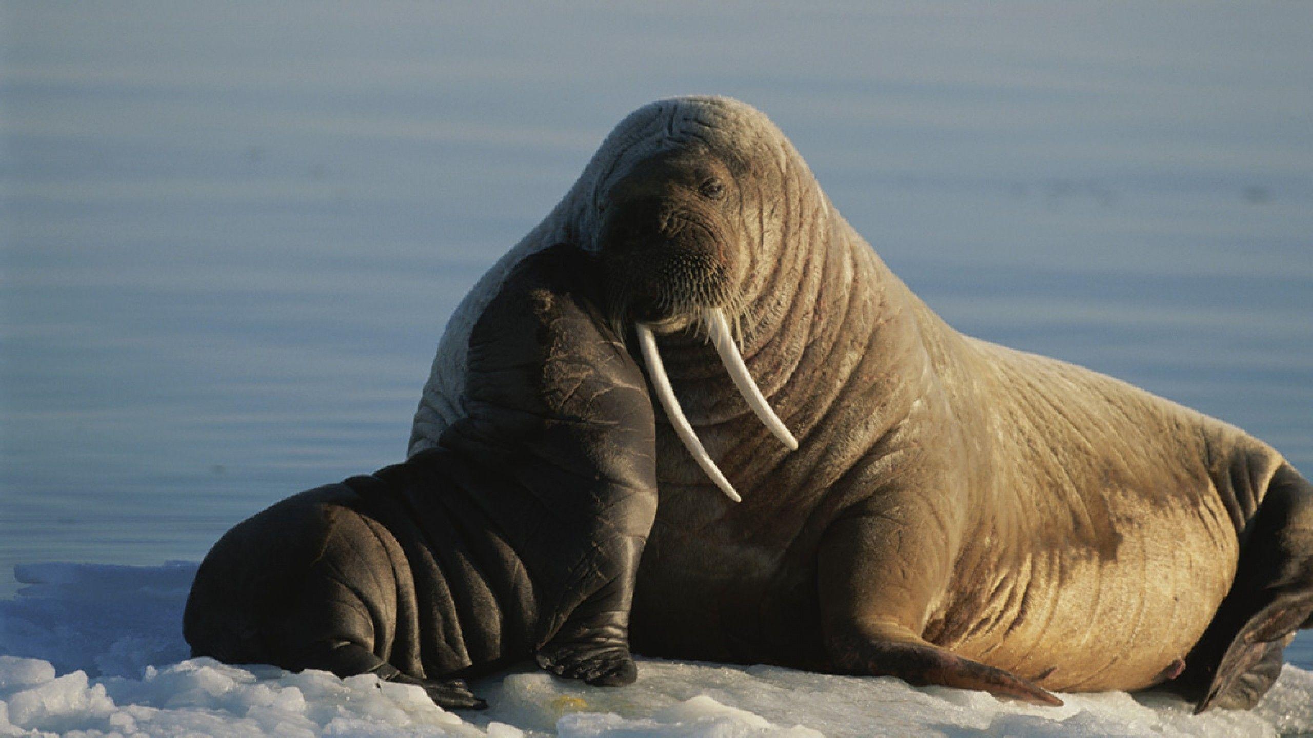2560x1440 Free download Walrus Wallpaper [2560x1440] for your Desktop