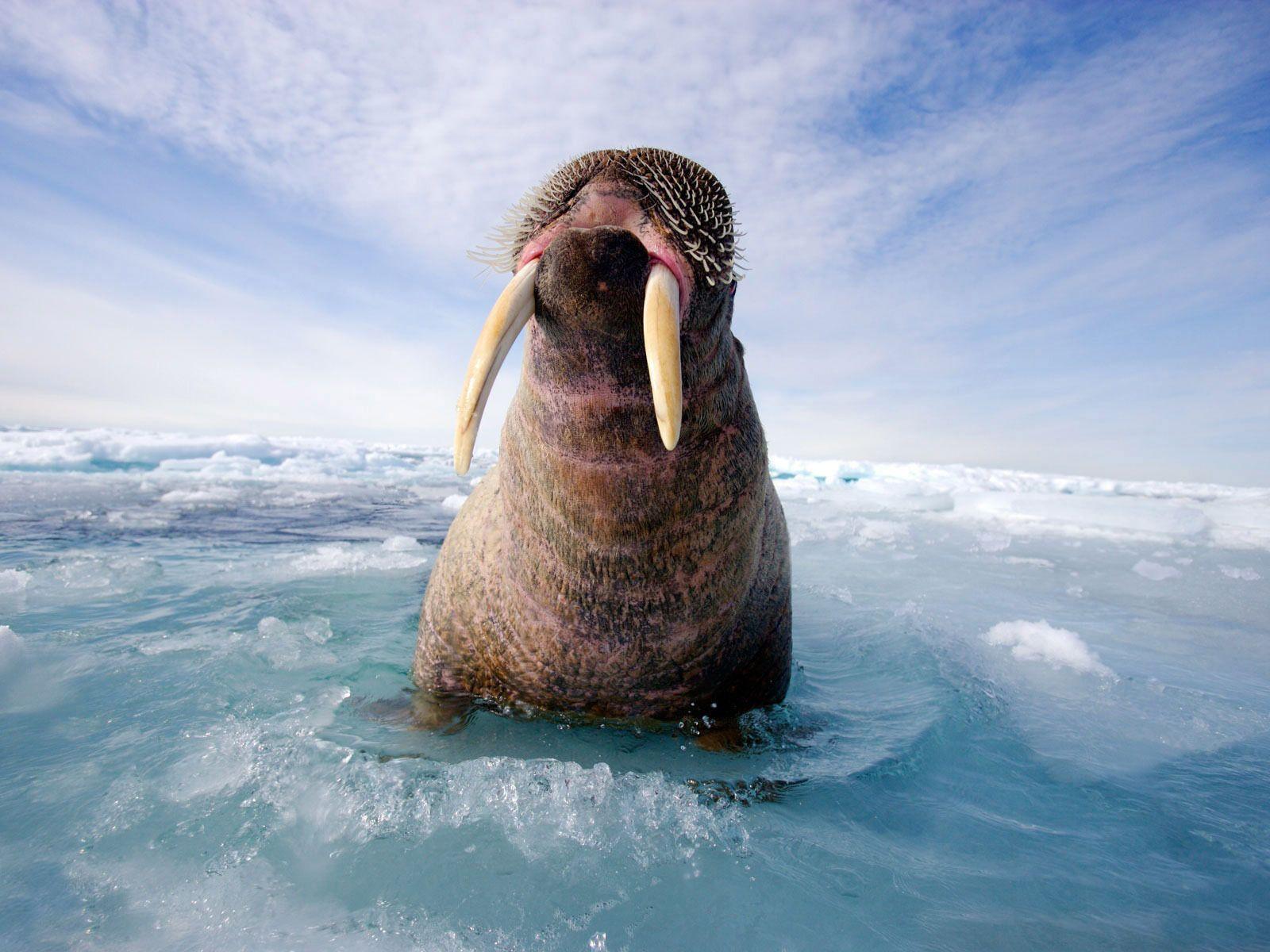 Walrus Wallpapers - Top Free Walrus Backgrounds - WallpaperAccess