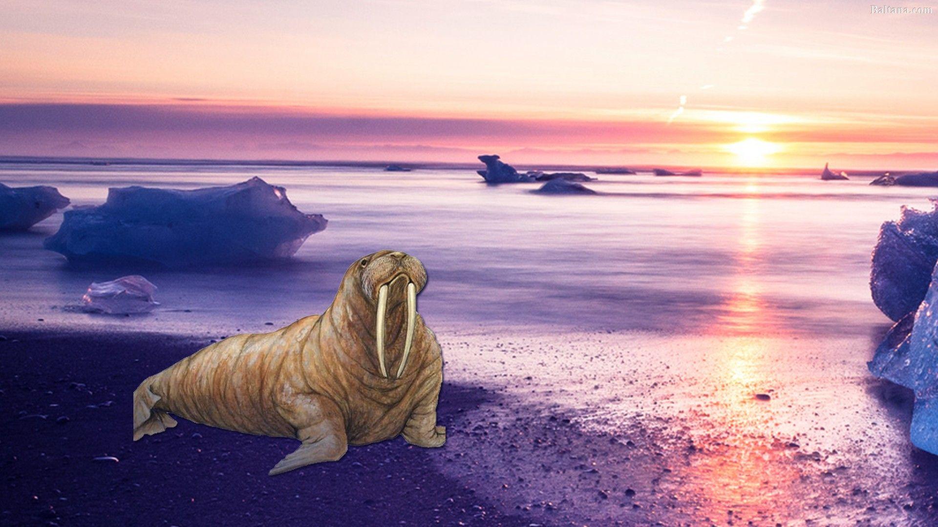 1920x1080 Walrus Desktop Wallpaper 32045