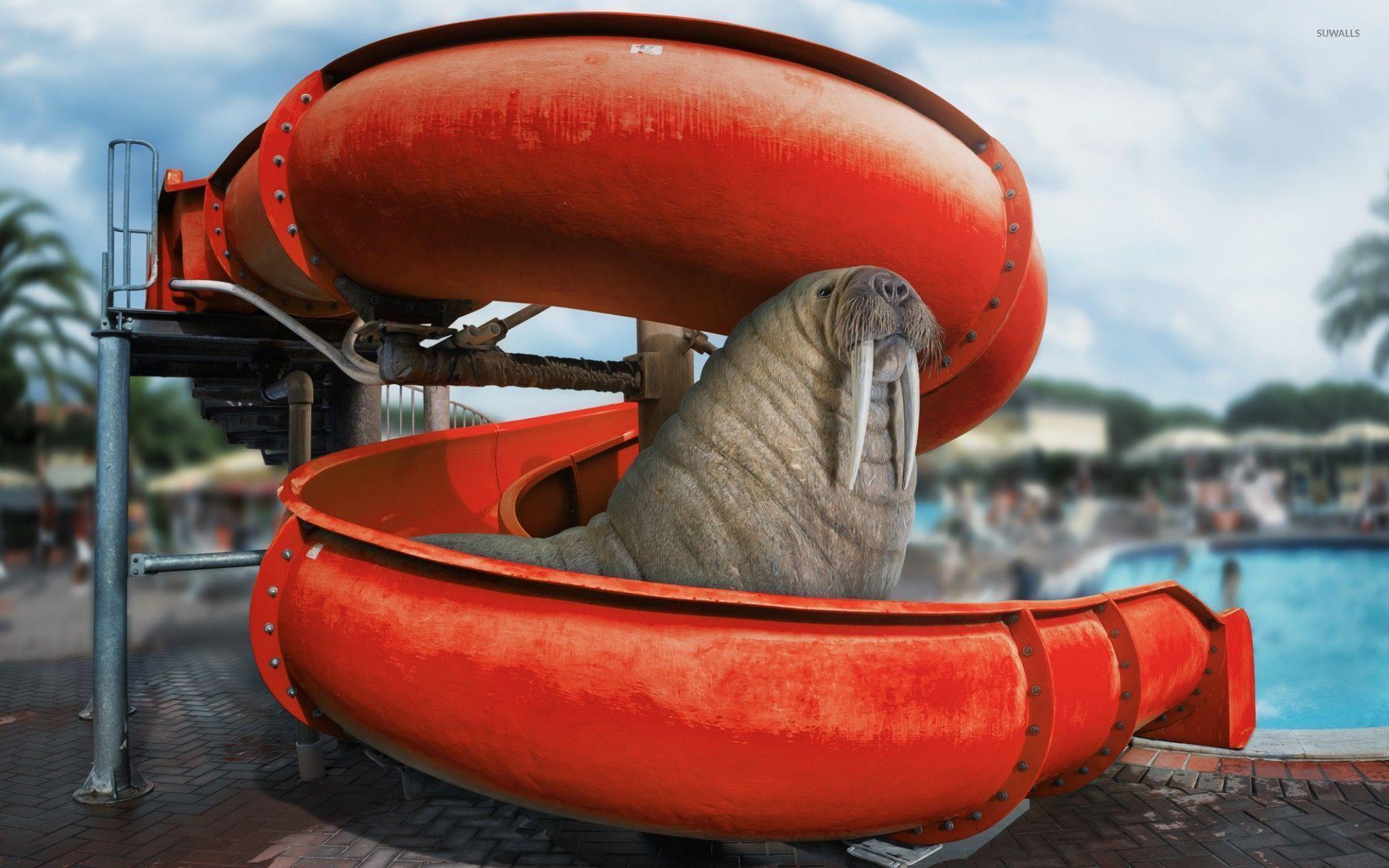 1920x1200 Walrus on the water slide wallpaper wallpaper