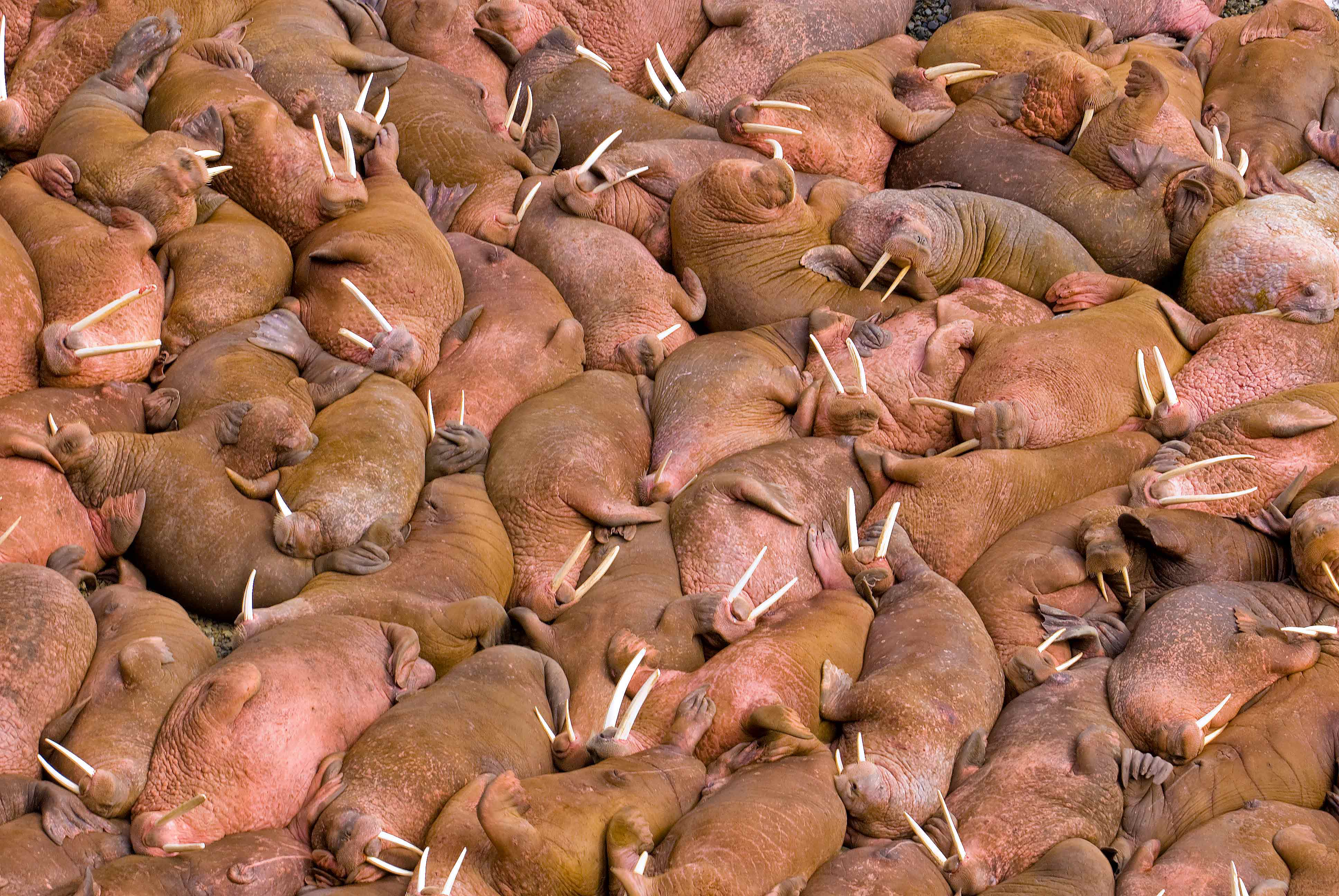 3872x2592 Walrus Wallpaper Group Animal Wallpaper