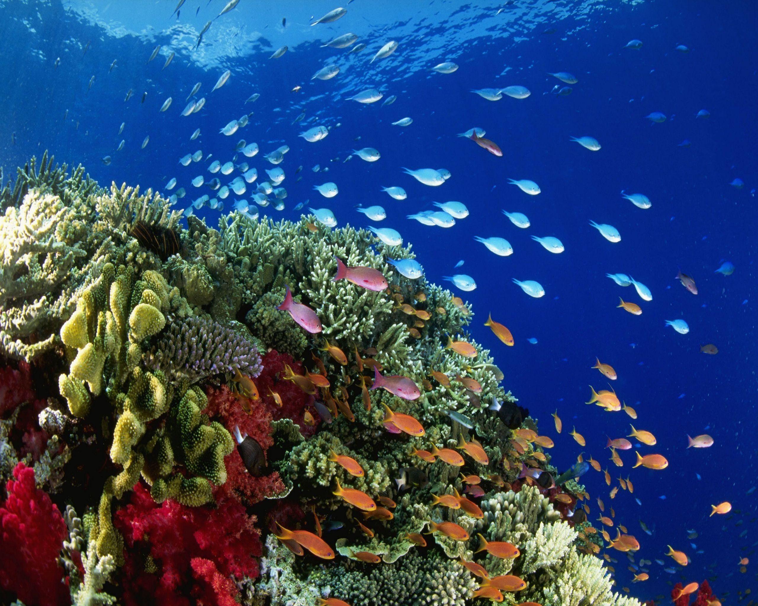 2560x2048 underwater coral reef 2560x2048 wallpaper High Quality Wallpaper