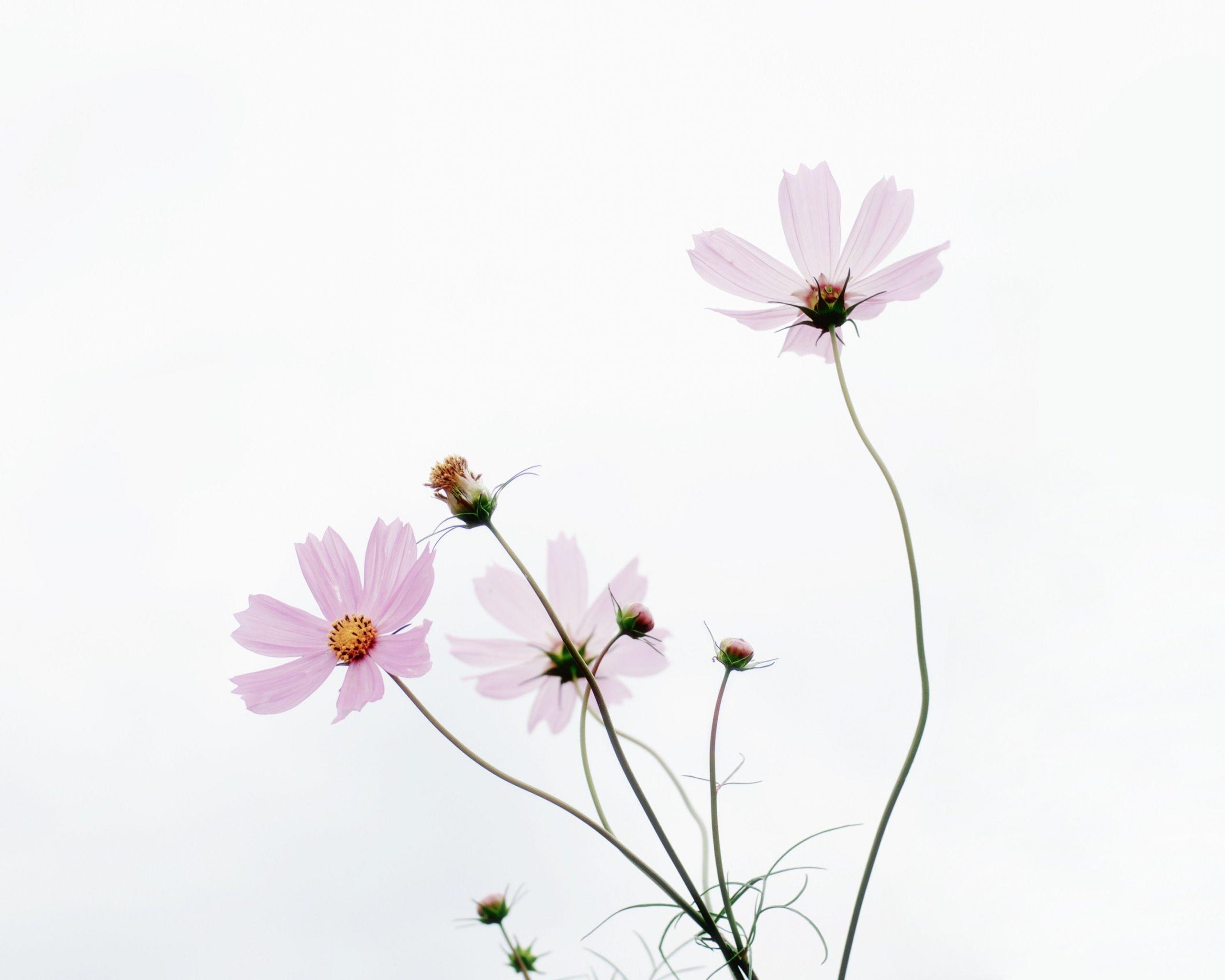 2560x2048 Minimalist Cosmos wallpaper in 2560x2048 resolution