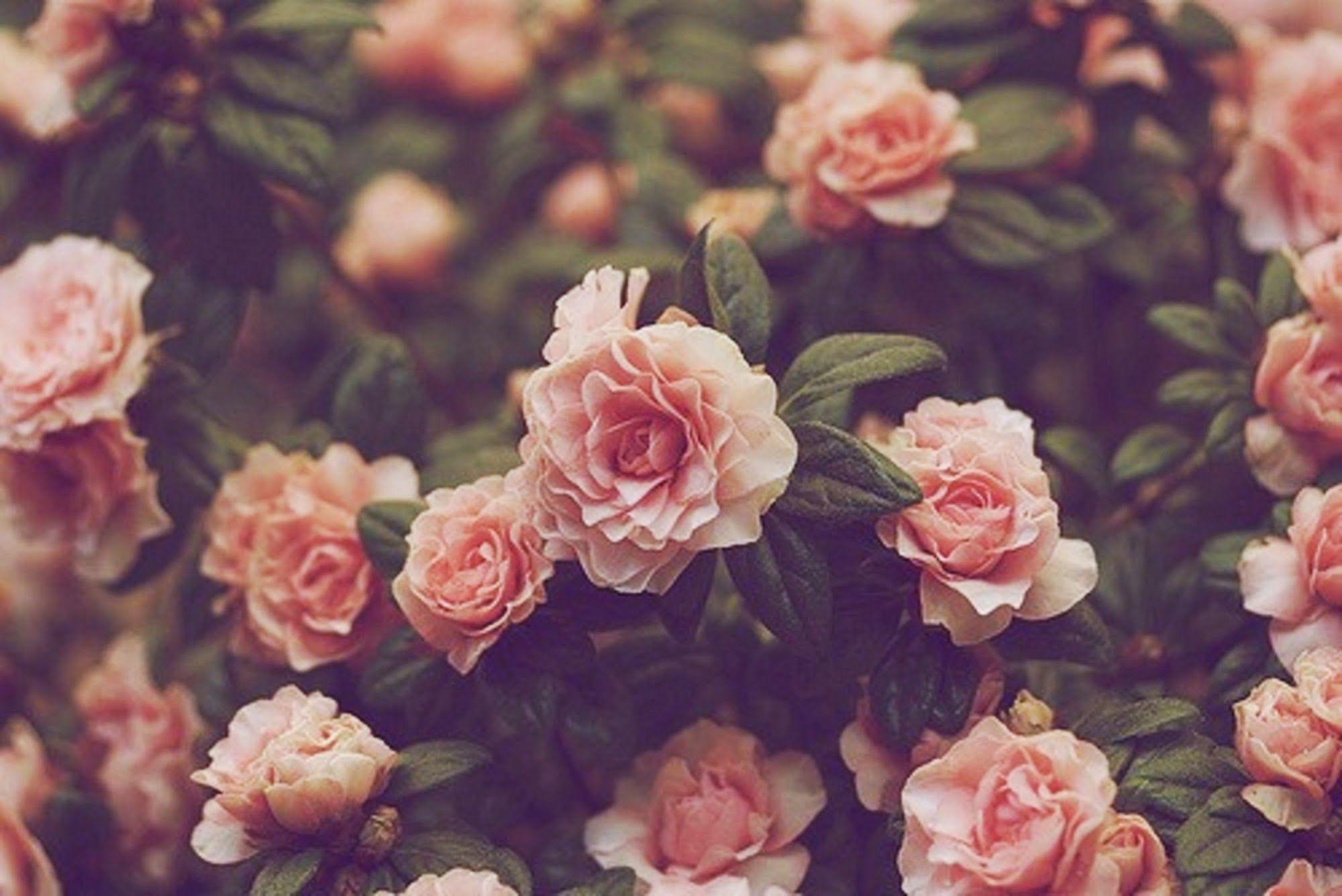 Featured image of post Indie Flowers Background