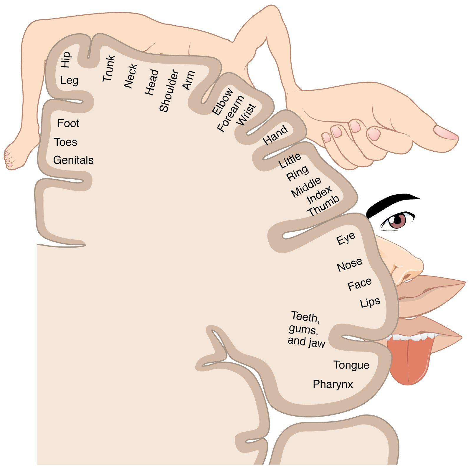 1599x1593 The homunculus and pain